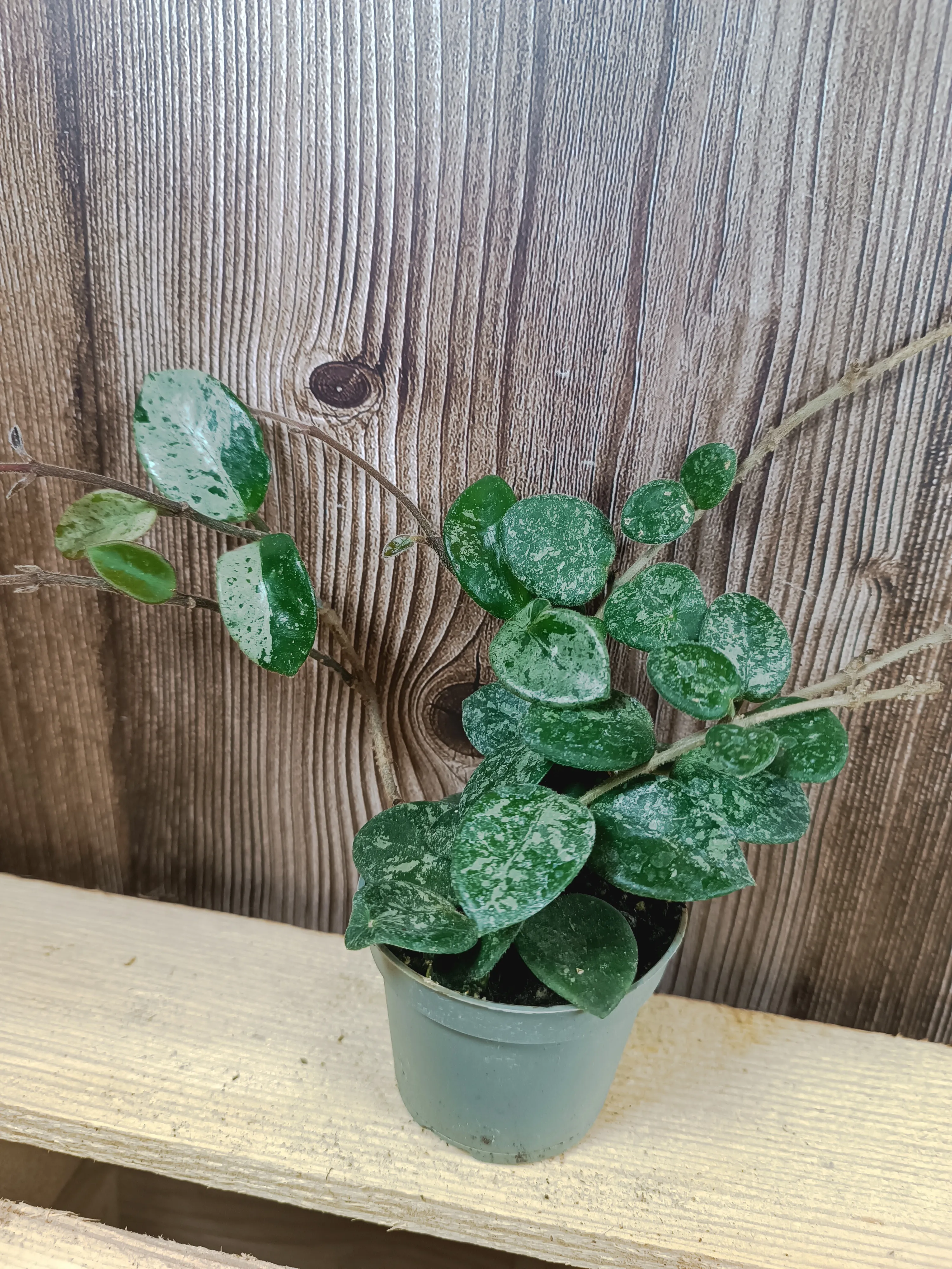 Hoya 'Matilde splash'