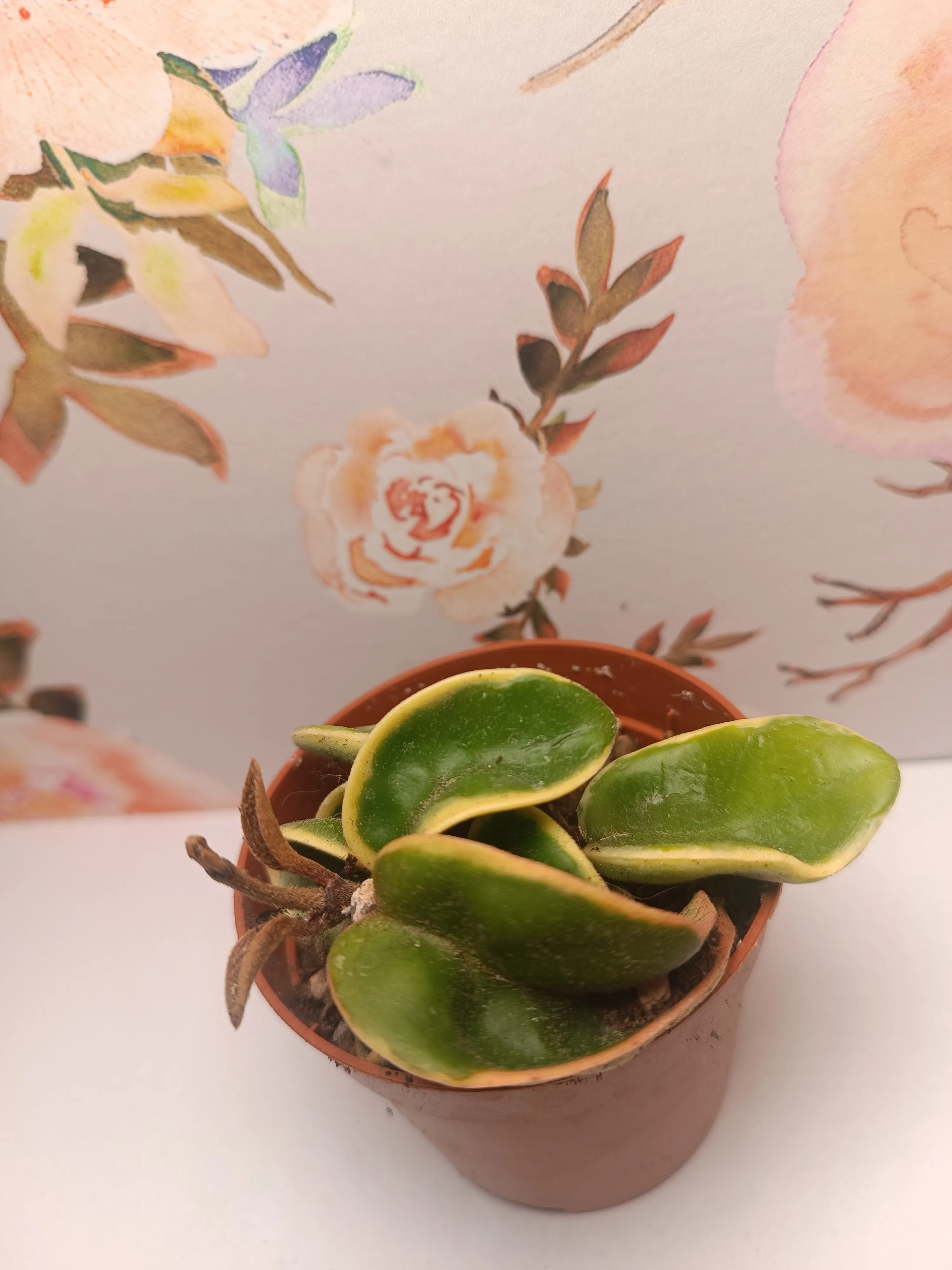 Hoya 'Compacta Regalis'