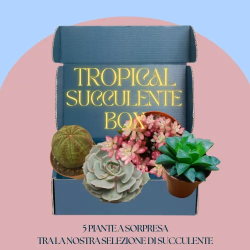 Tropical succulente box