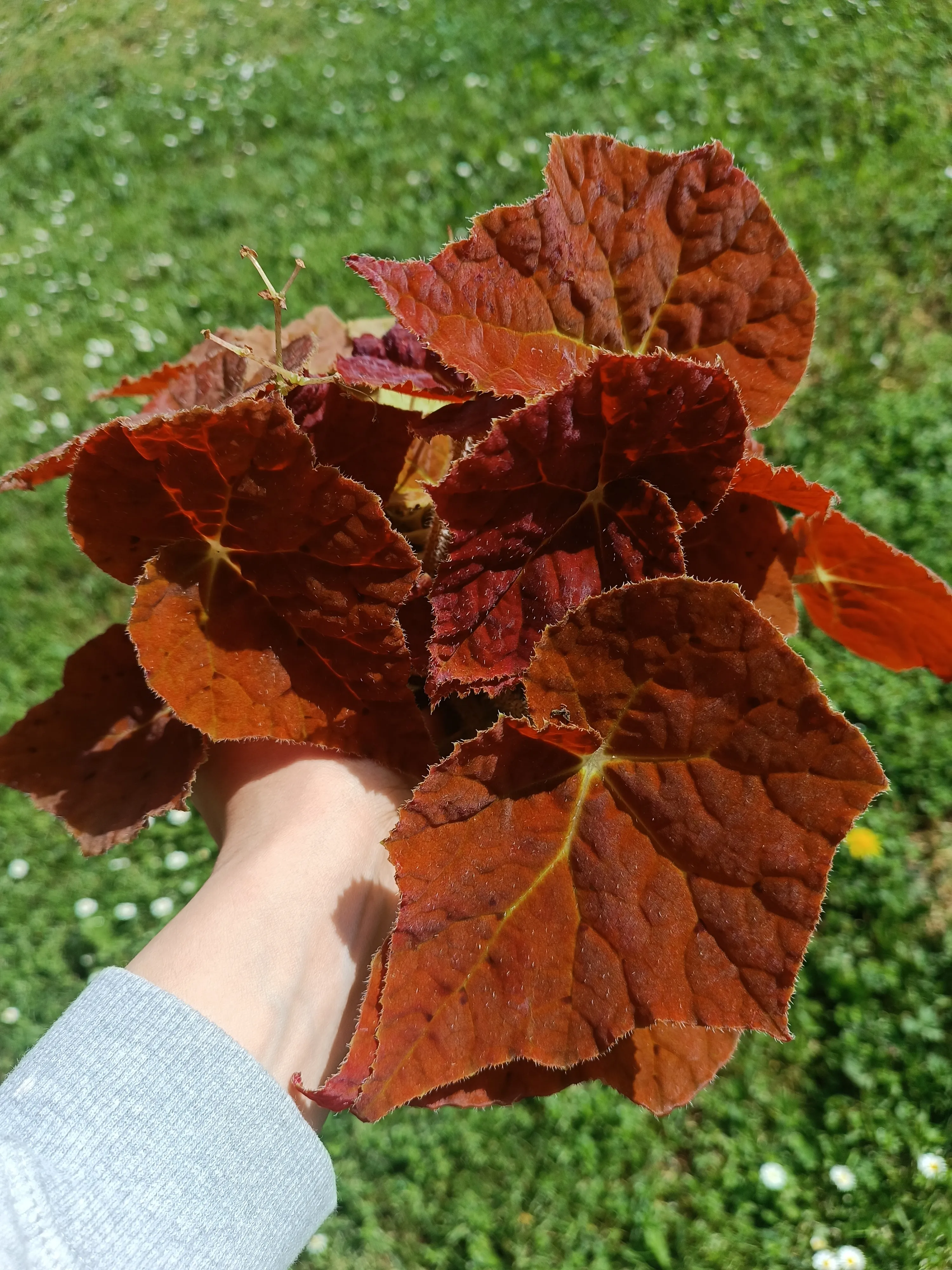 Begonia 'Autumn Ember' 