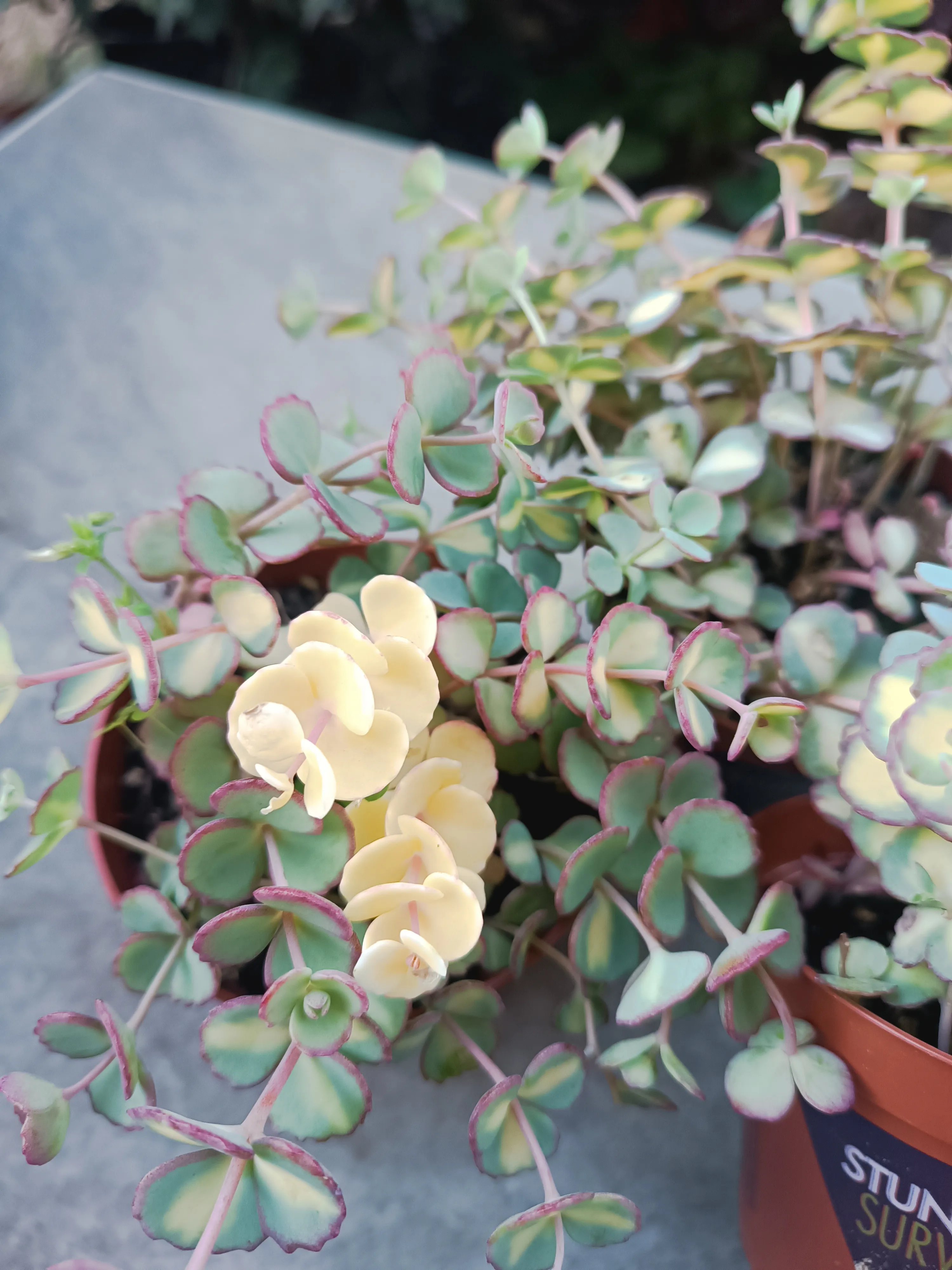 Sedum sieboldii Teresina variegata 