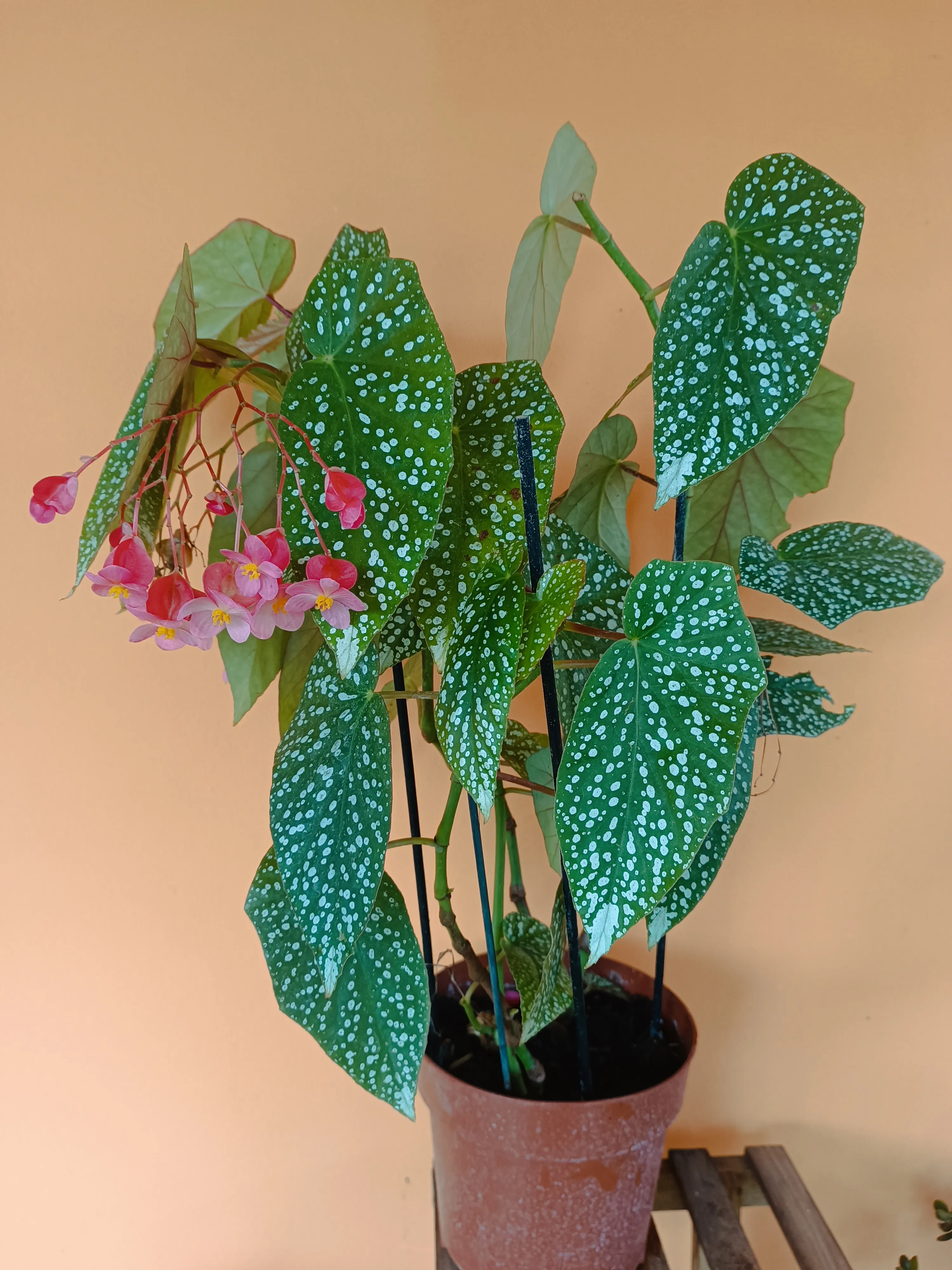 Begonia Corallina Big