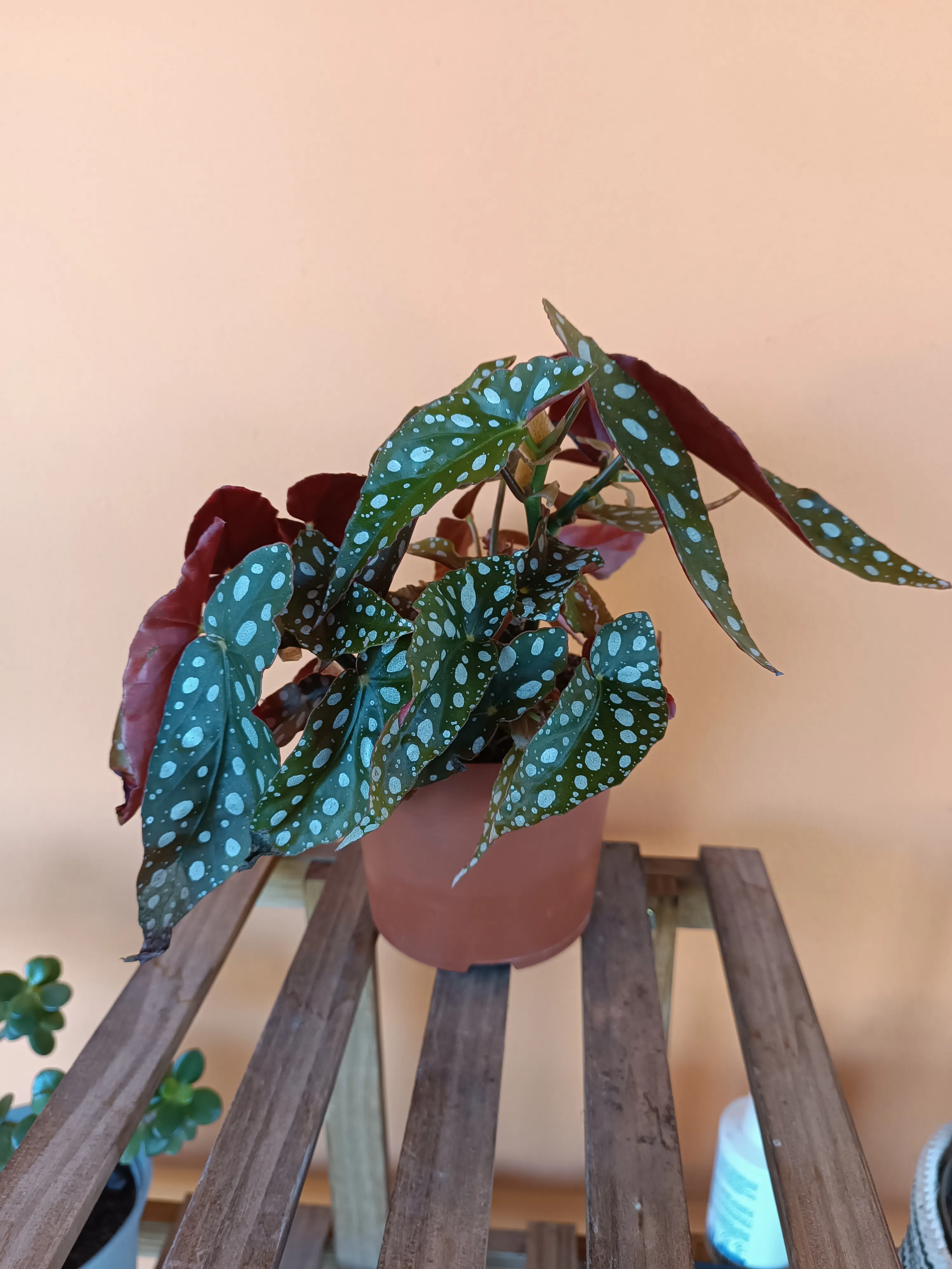 Begonia Maculata