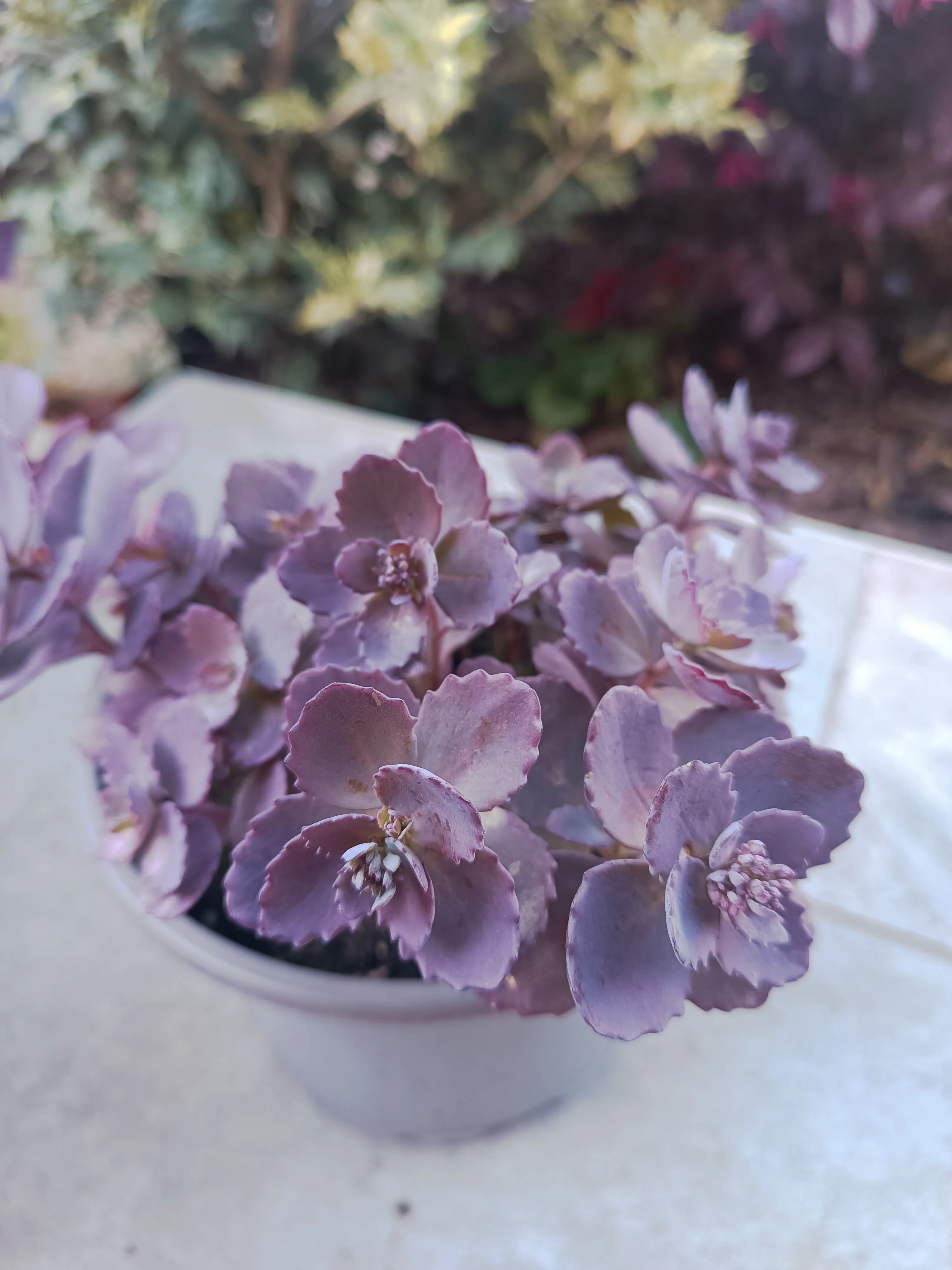 Sedum Dazzleberry