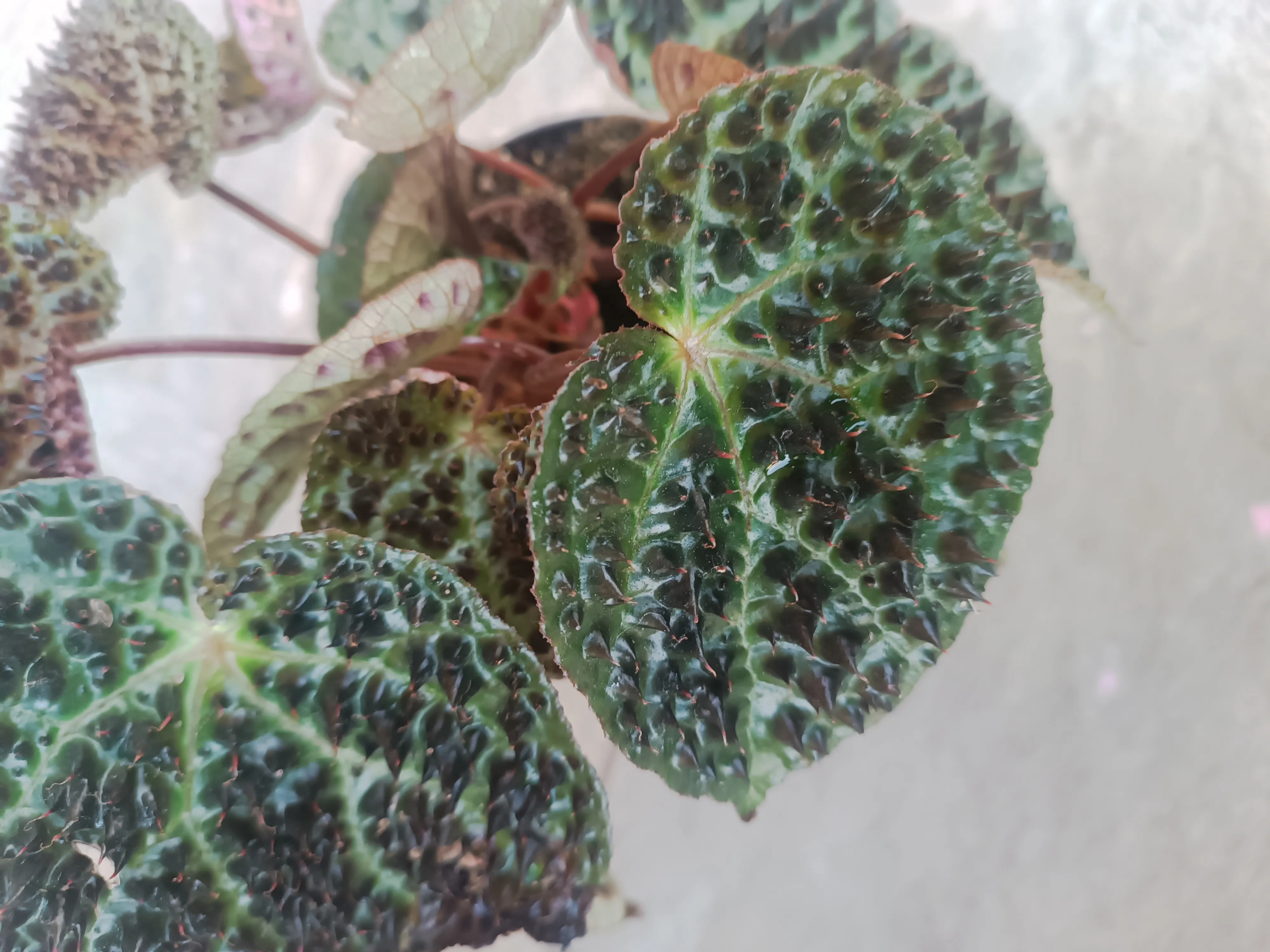 Begonia Ferox