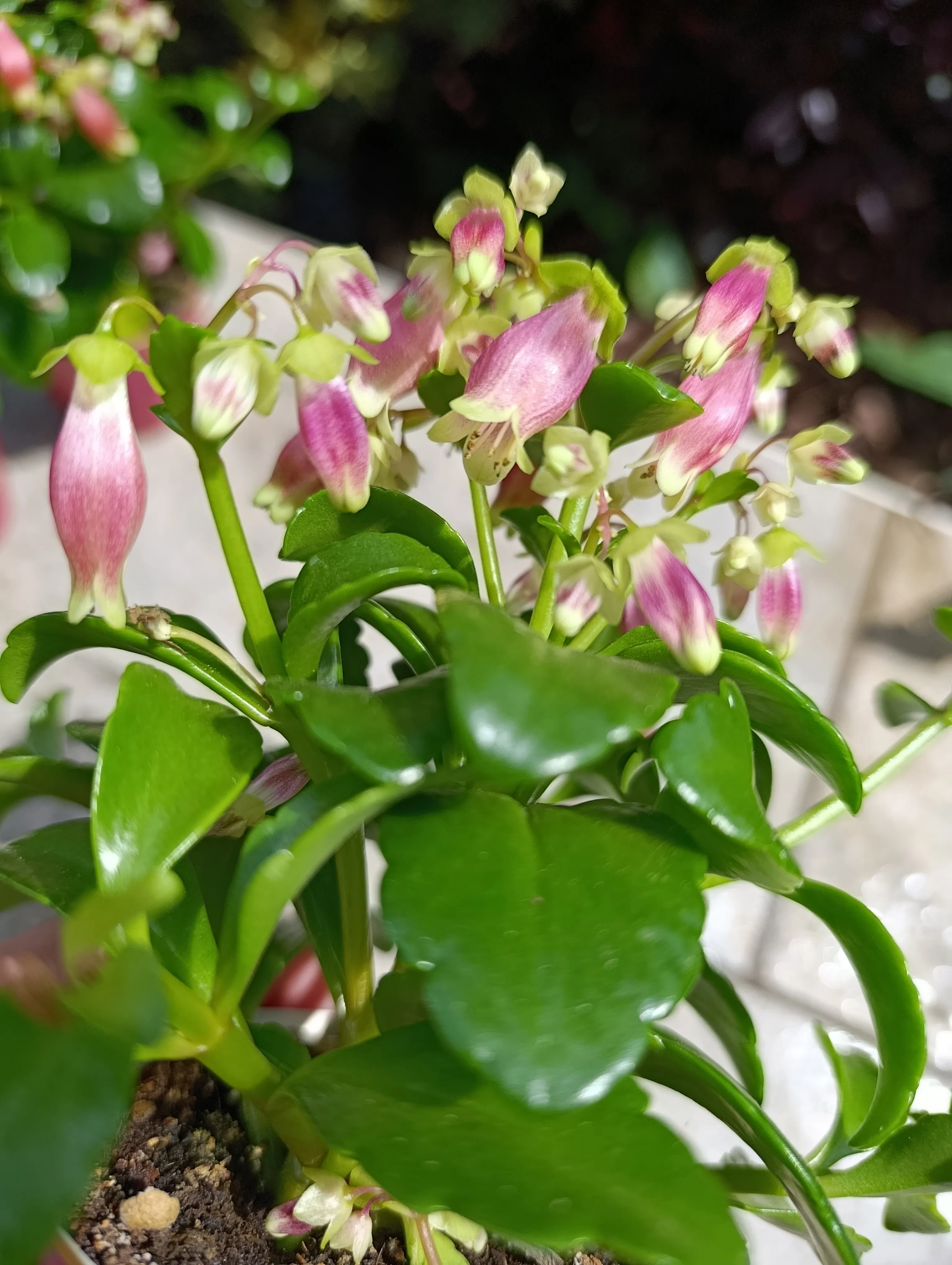 Kalanchoe porphyrocalyx