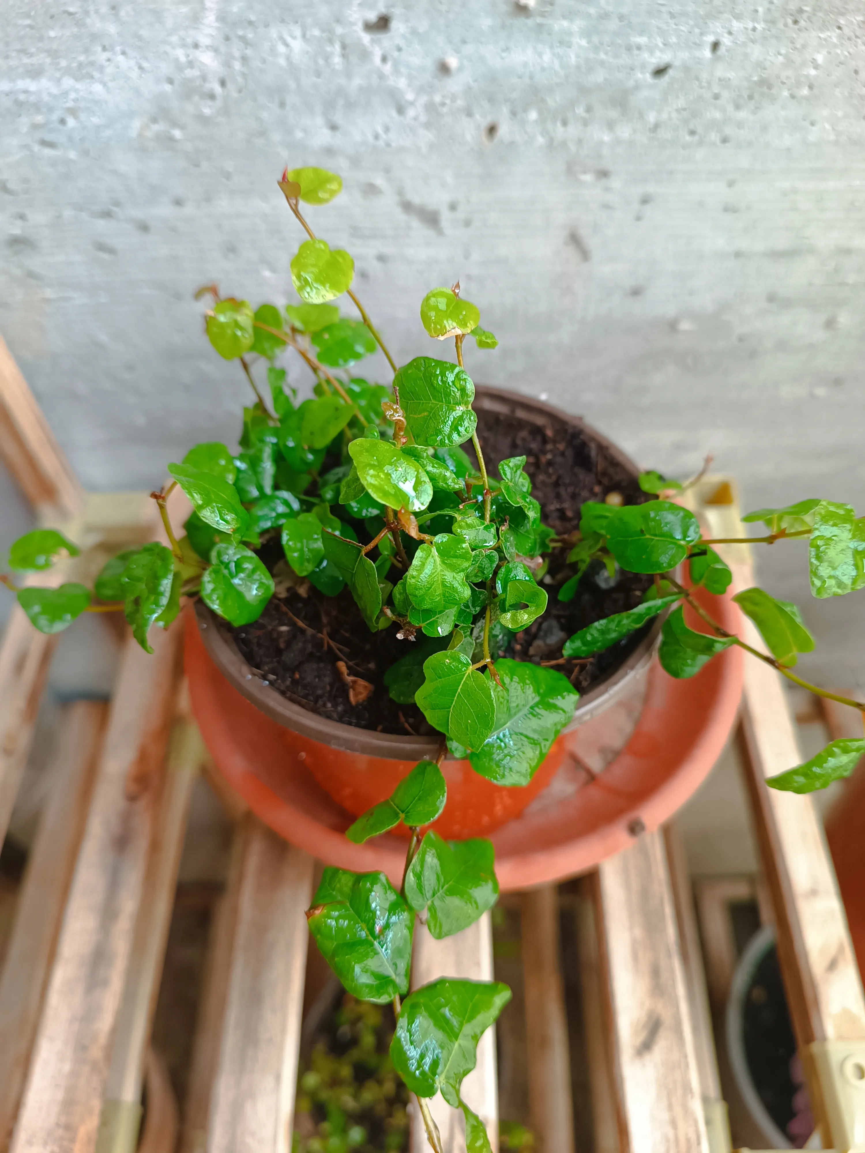 Ficus repens