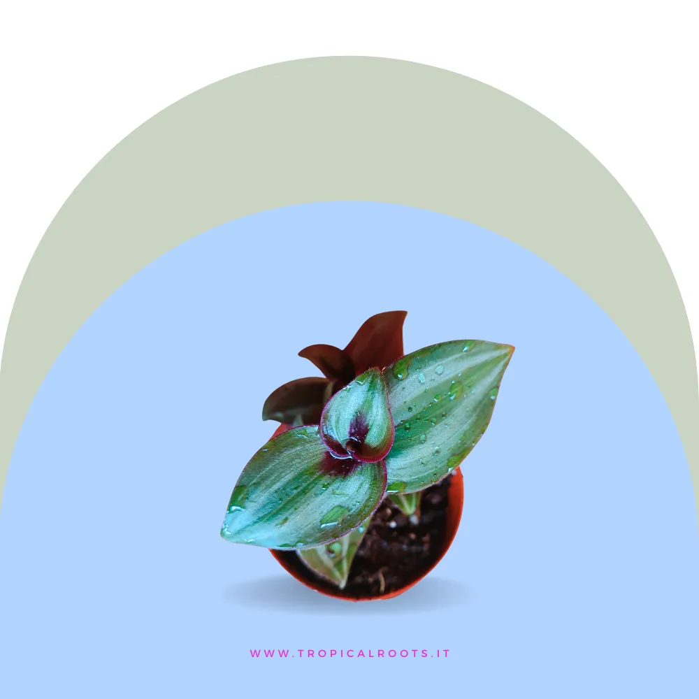 Tradescantia zebrina baby