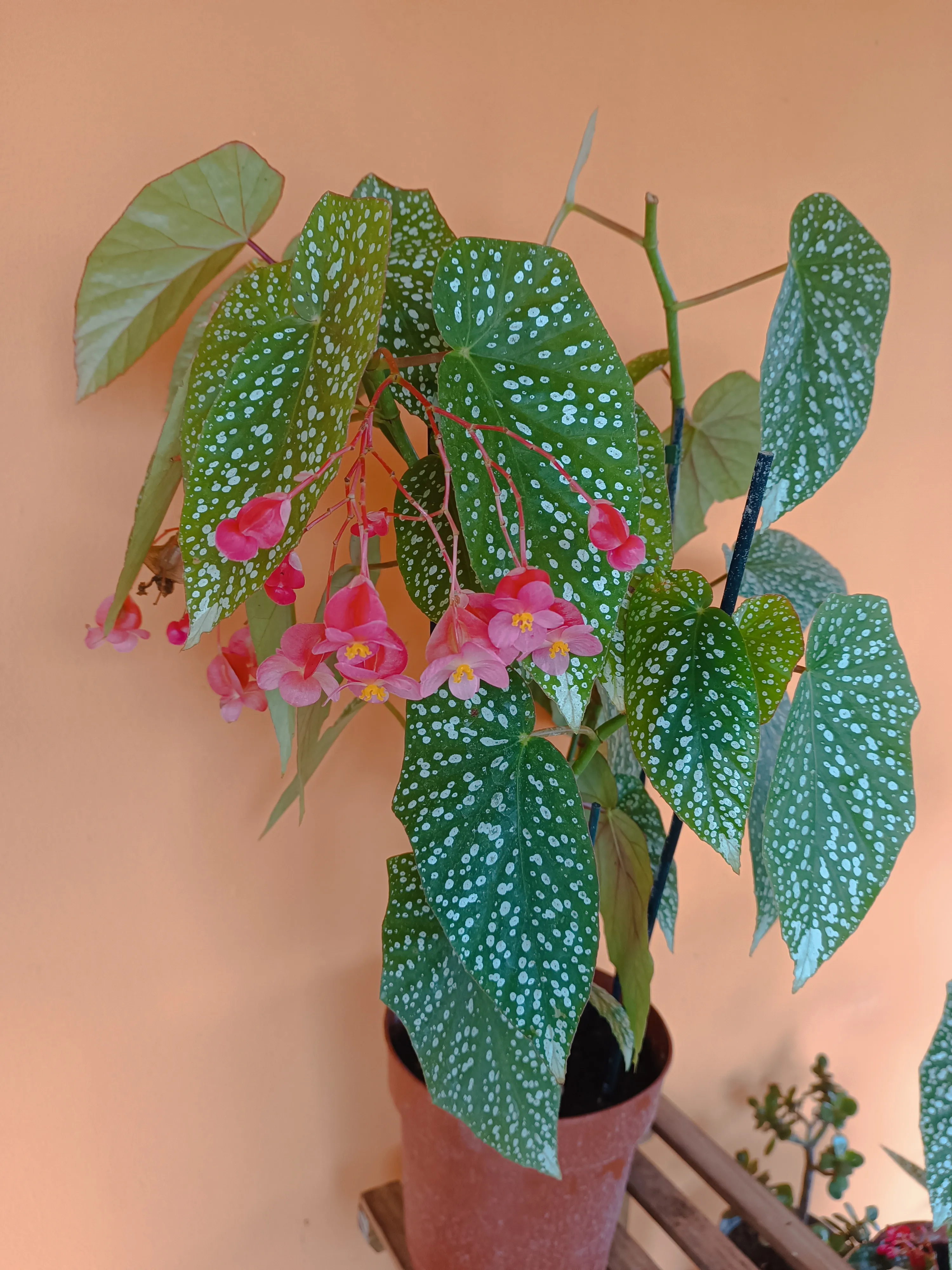 Begonia Corallina Big