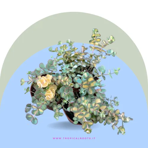 Sedum sieboldii Teresina variegata 