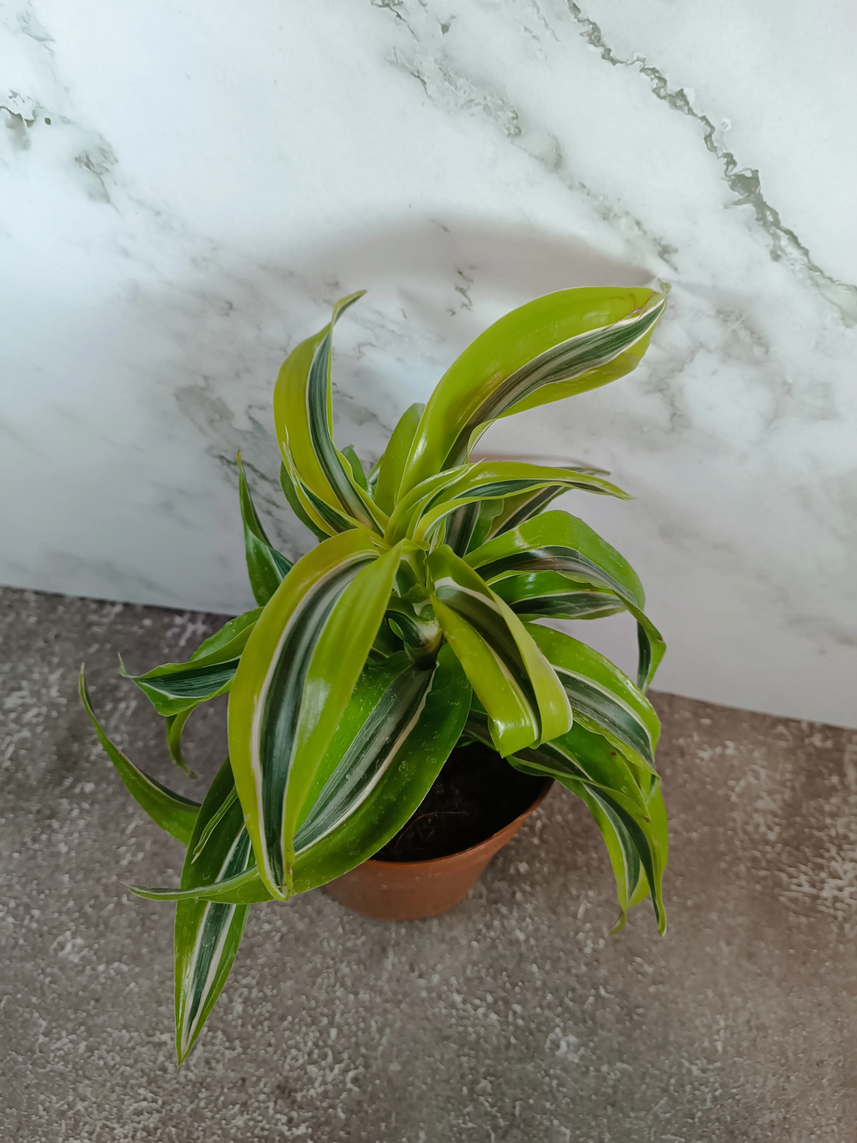 Dracena Lemon Lime