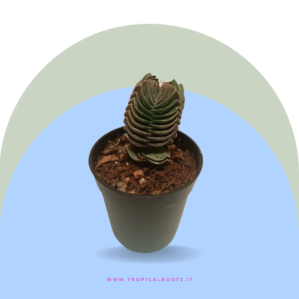Crassula 'Tempio di Buddha'