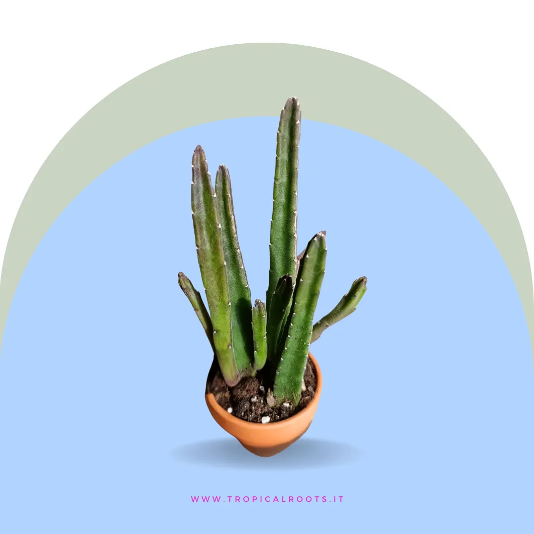 Stapelia leendertziae