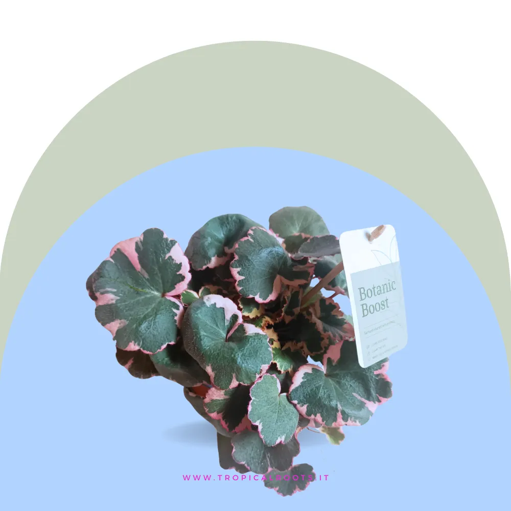 Saxifraga Stolonifera
