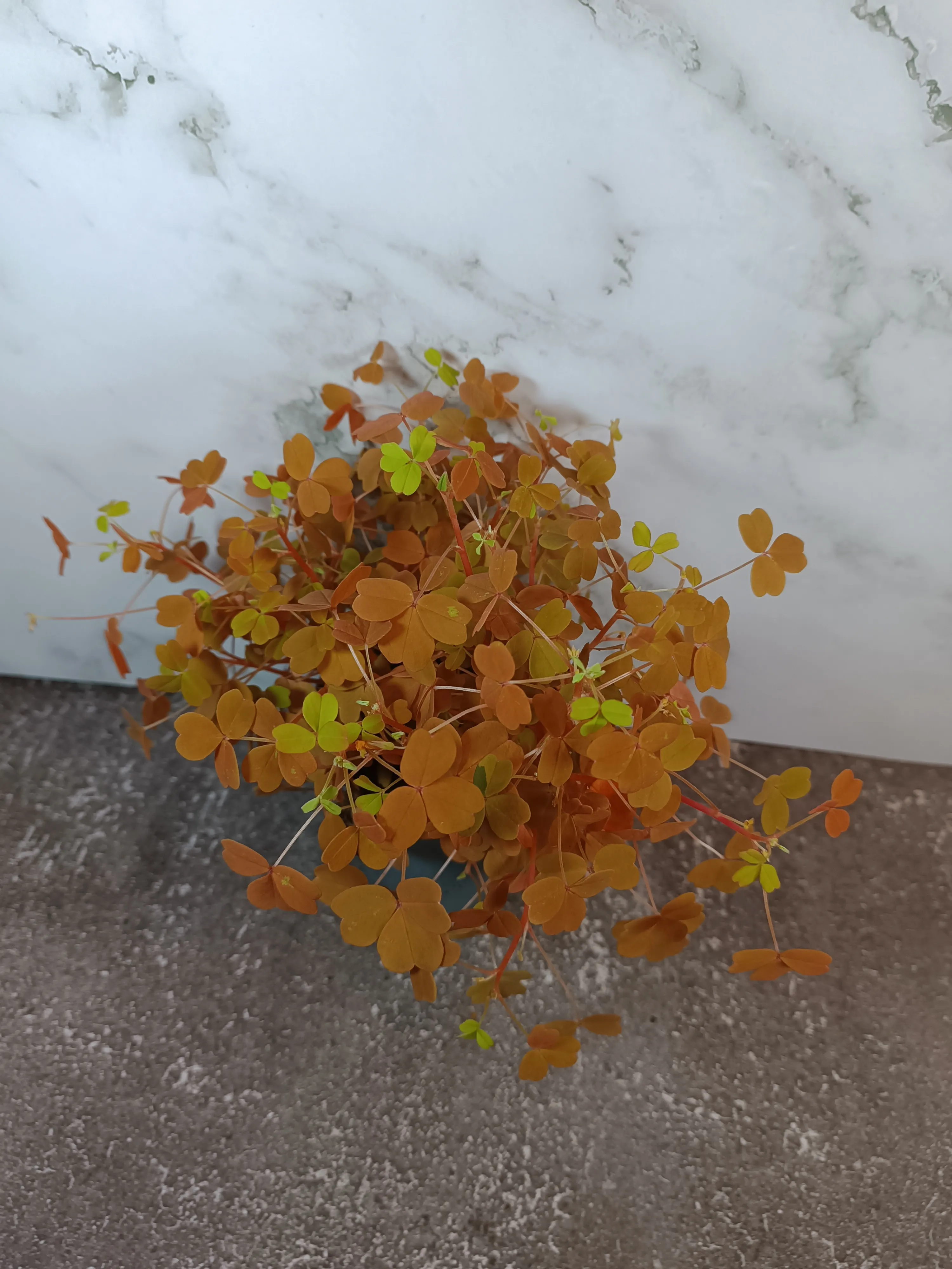 Oxalis Vulcanicola Sunset Gold