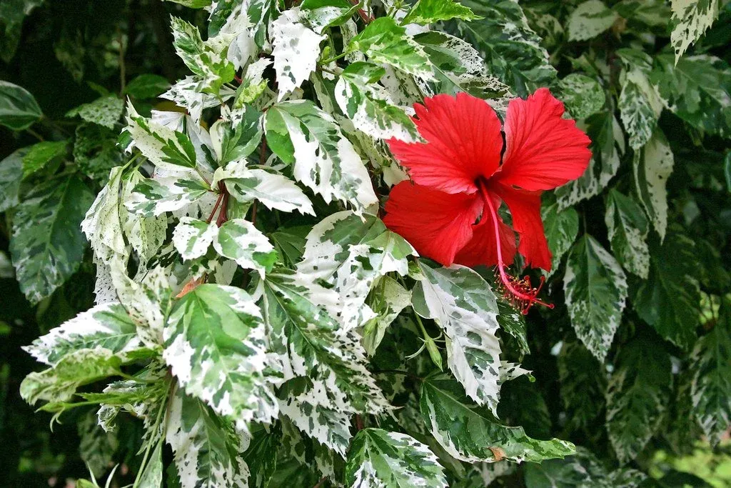 Hibiscus rosa-sinensis 'Cooperi Rose Flake'