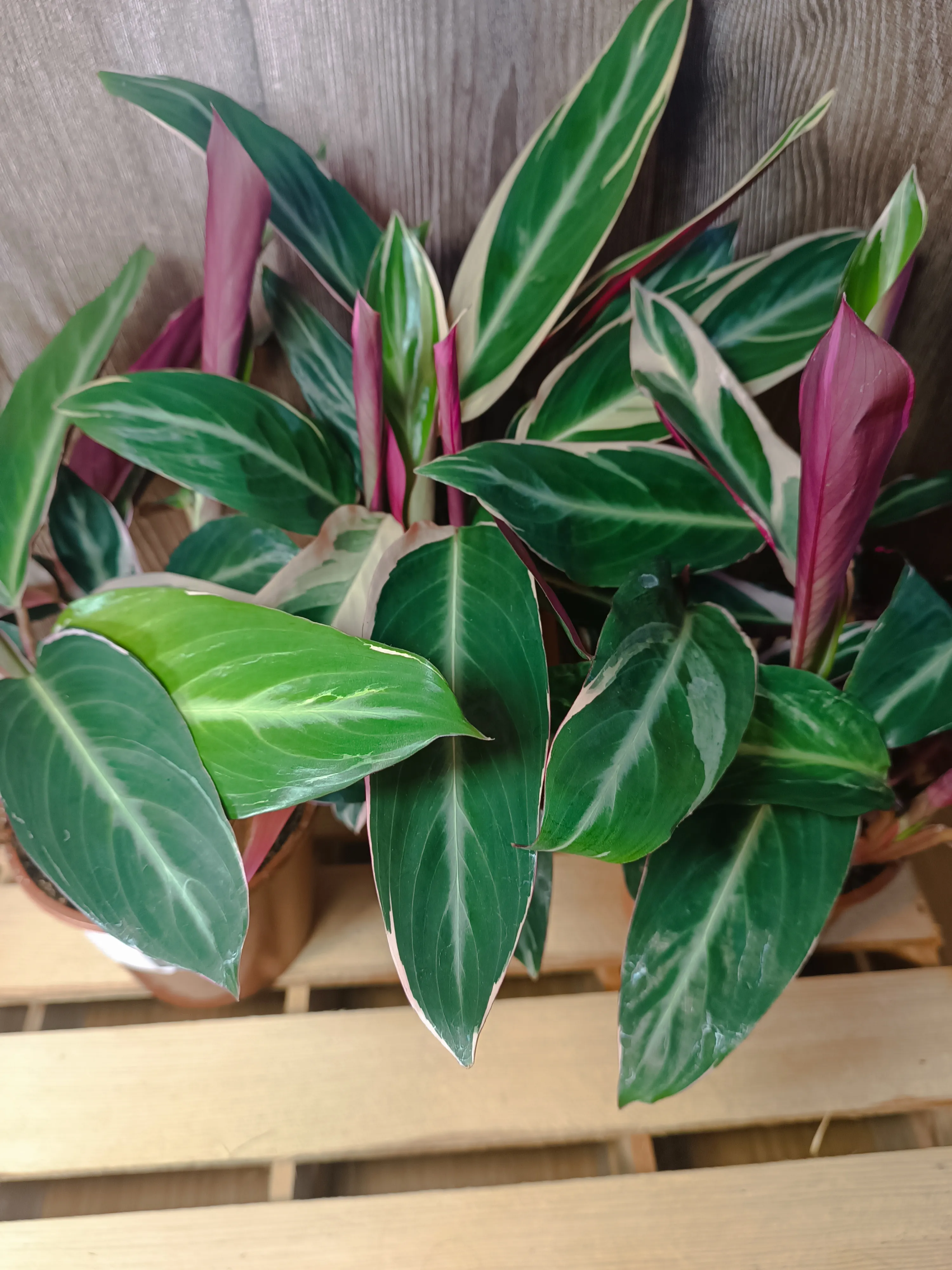 Calathea Triostar