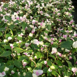 Tradescantia andersoniana Blushing Bride