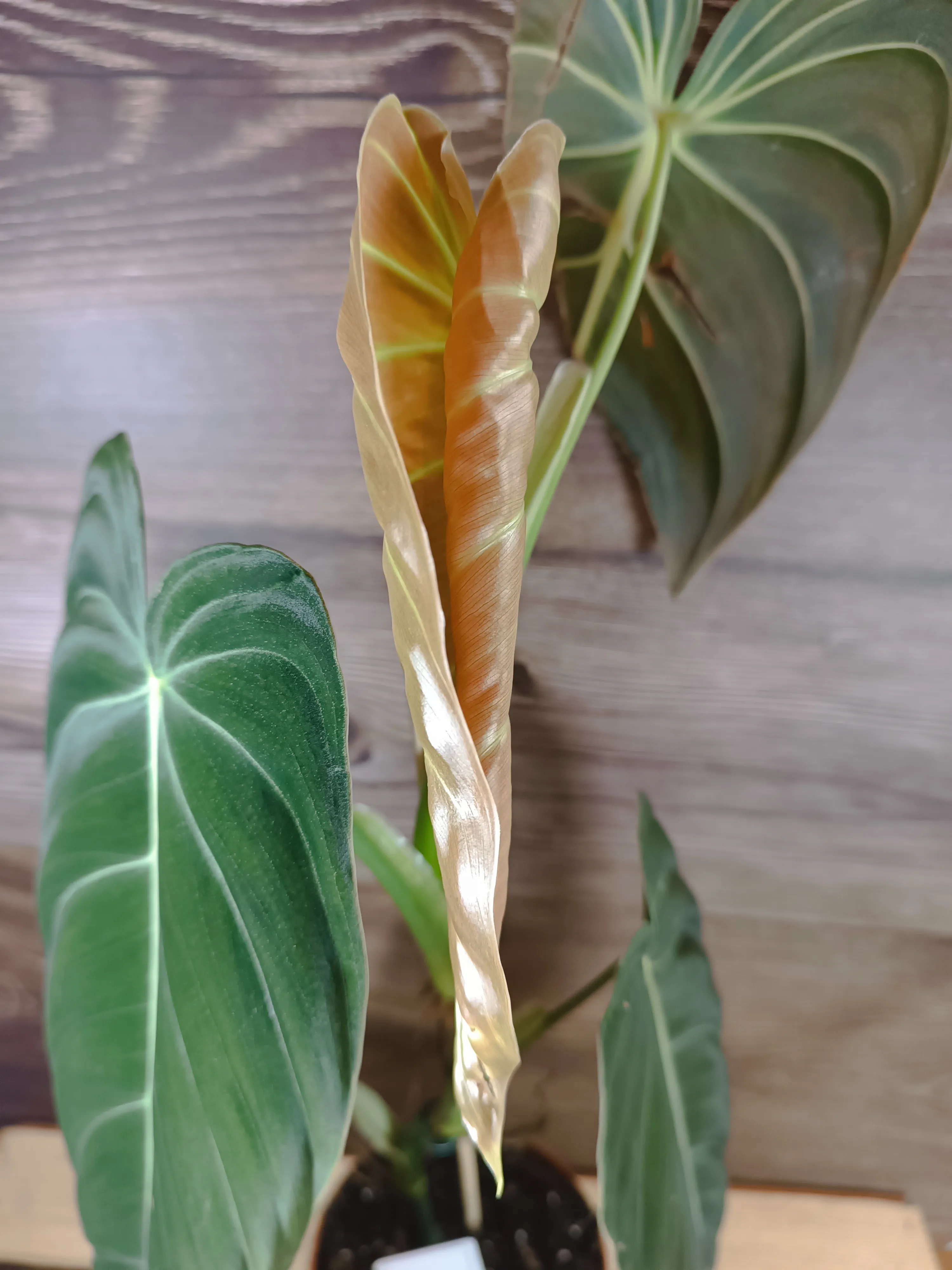Philodendron 'Melanochrysum'