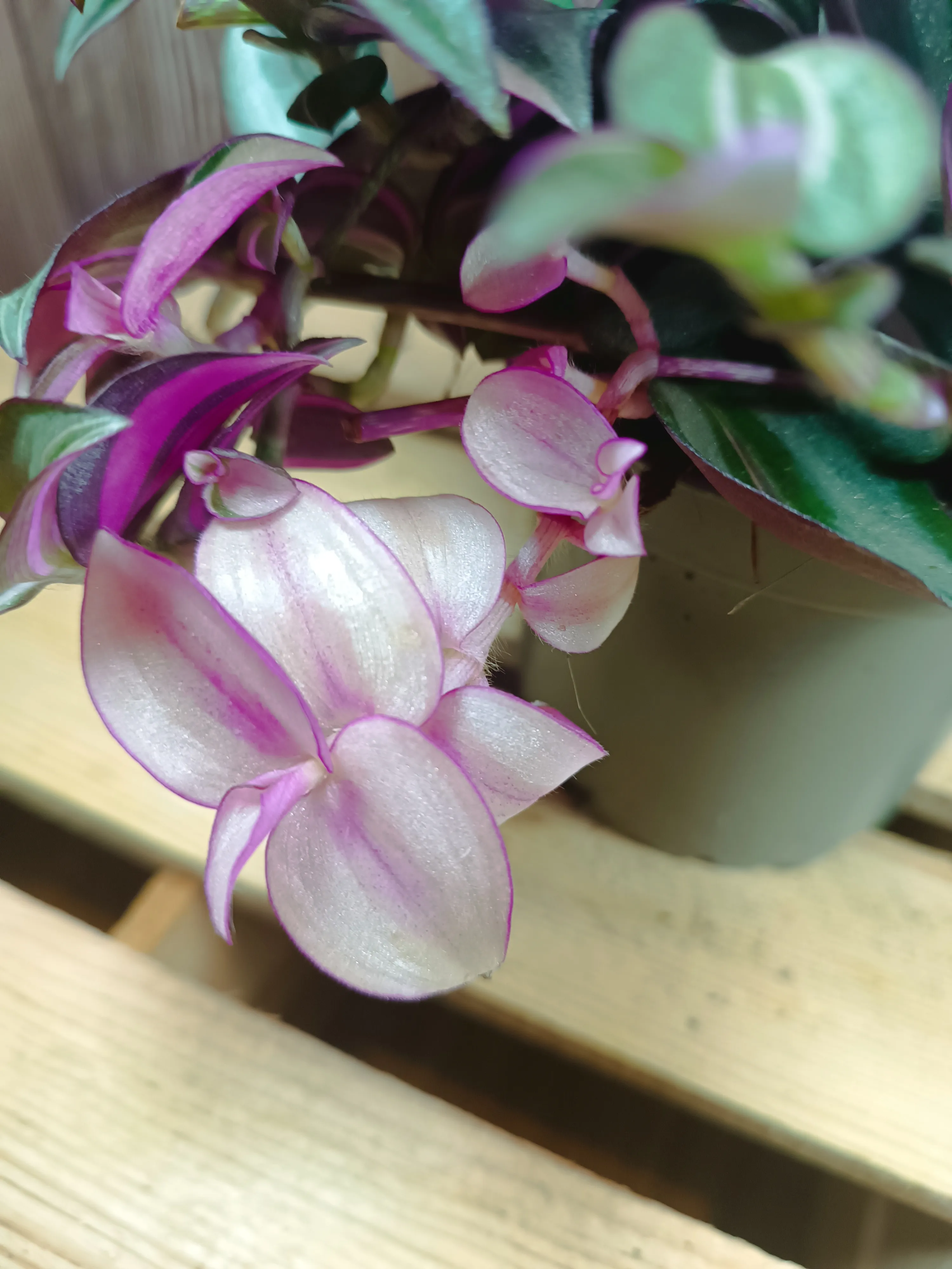 Tradescantia zebrina quadricolor