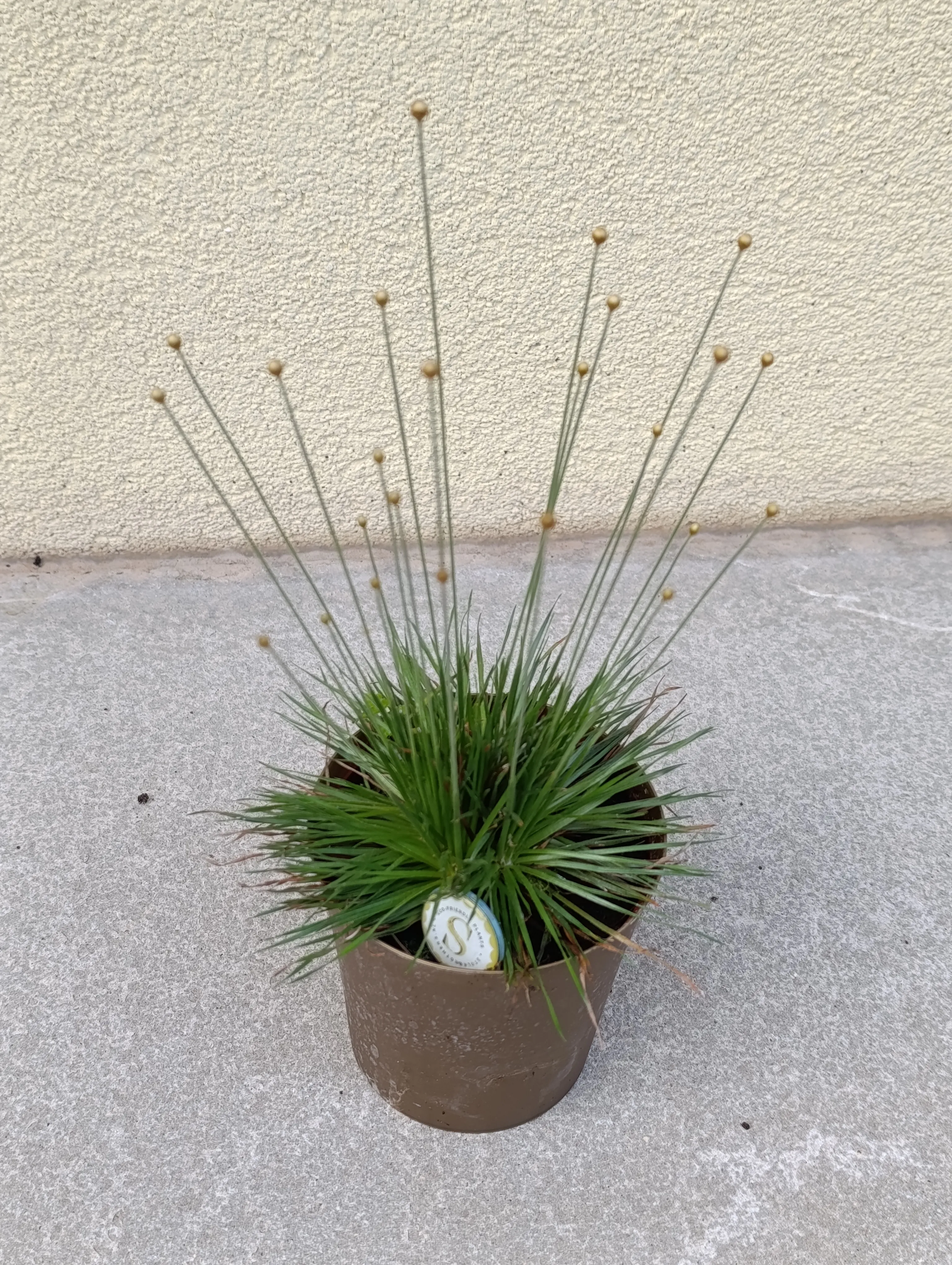 Syngonanthus chrysanthus Mikado