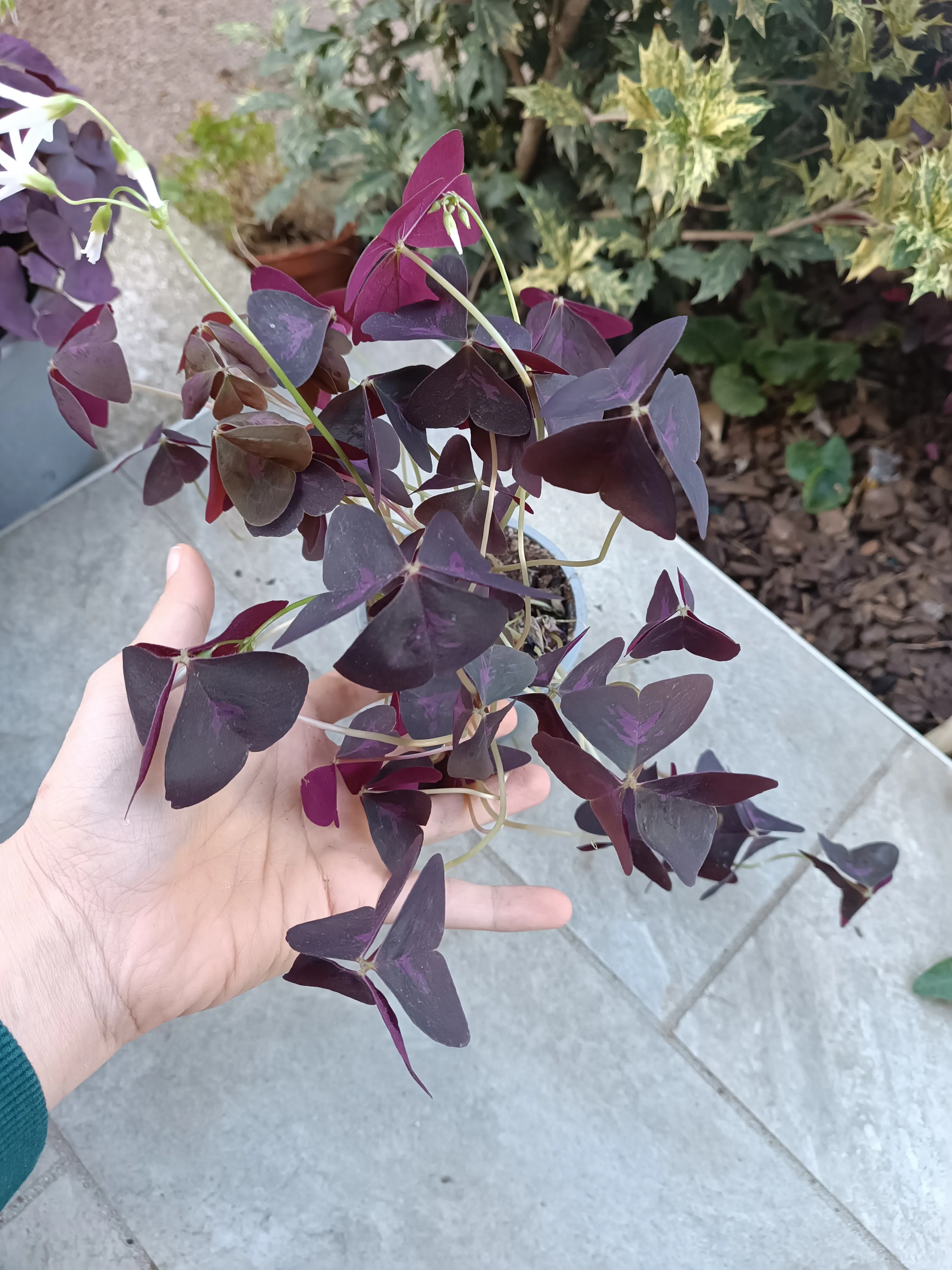 Oxalis Triangularis