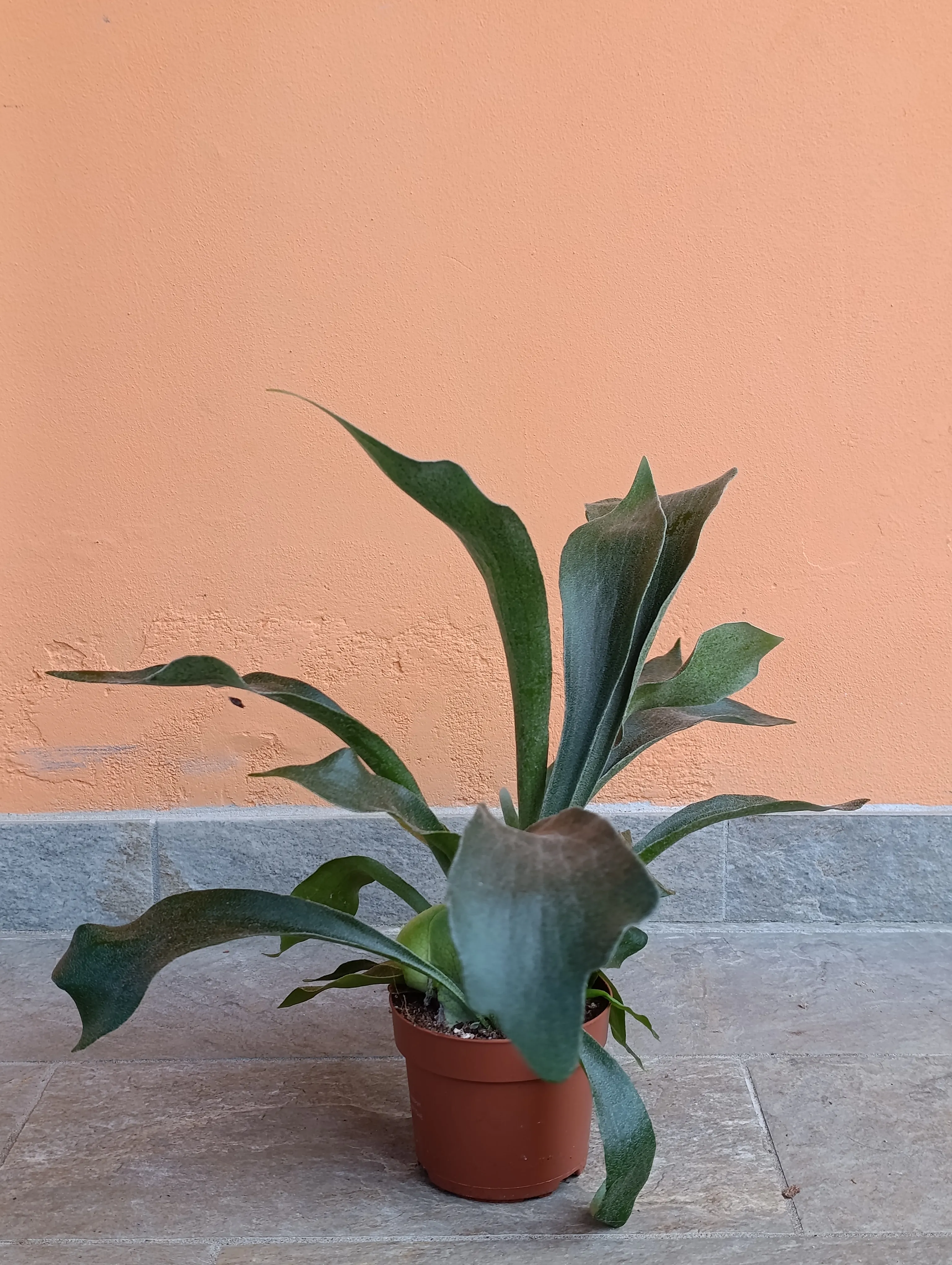 Platycerium Biforcatum