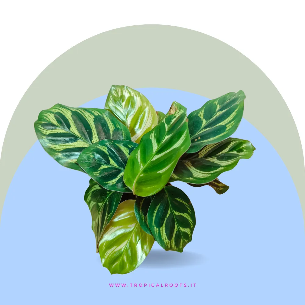Calathea Makoyana