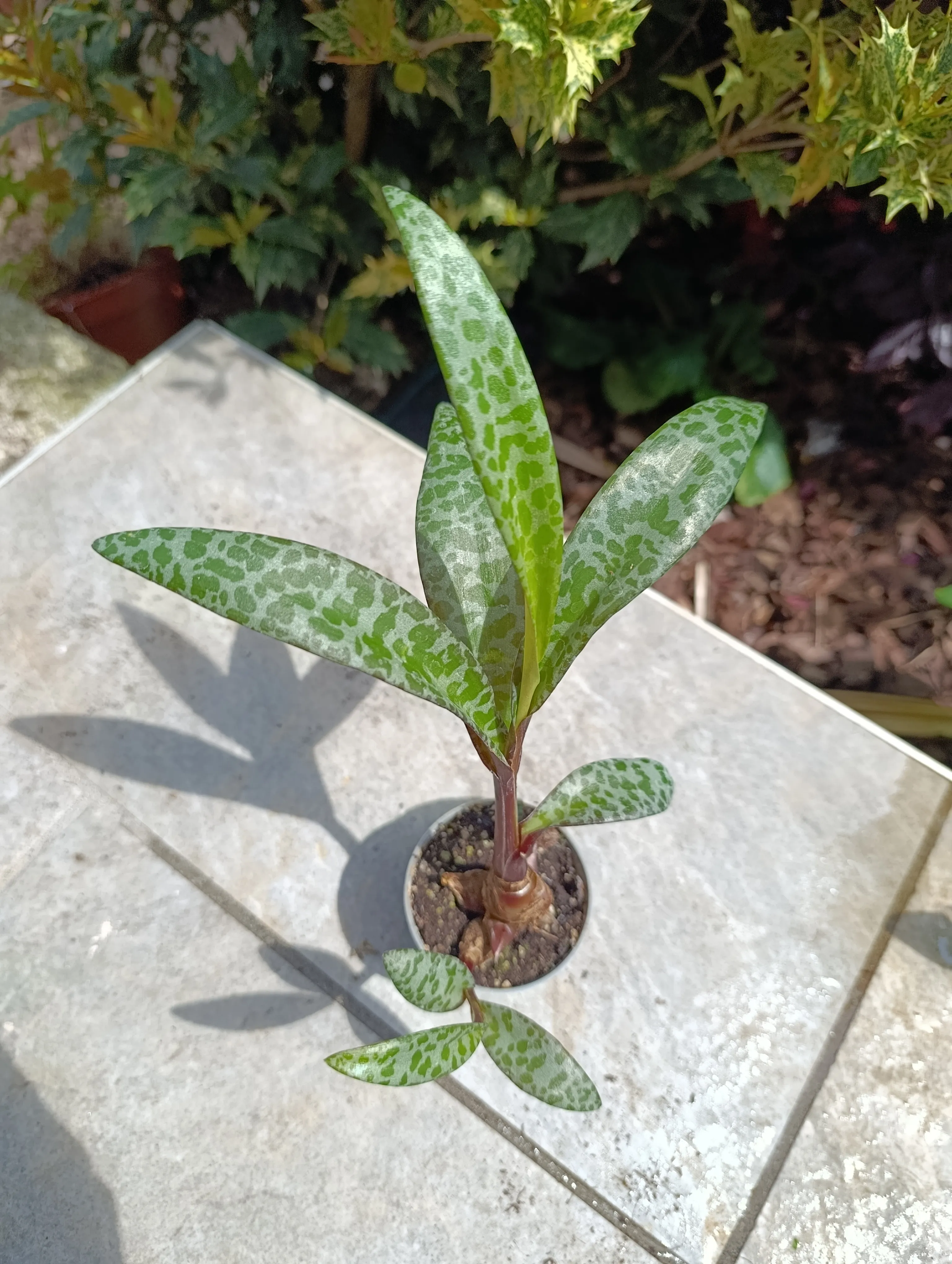 Ledebouria