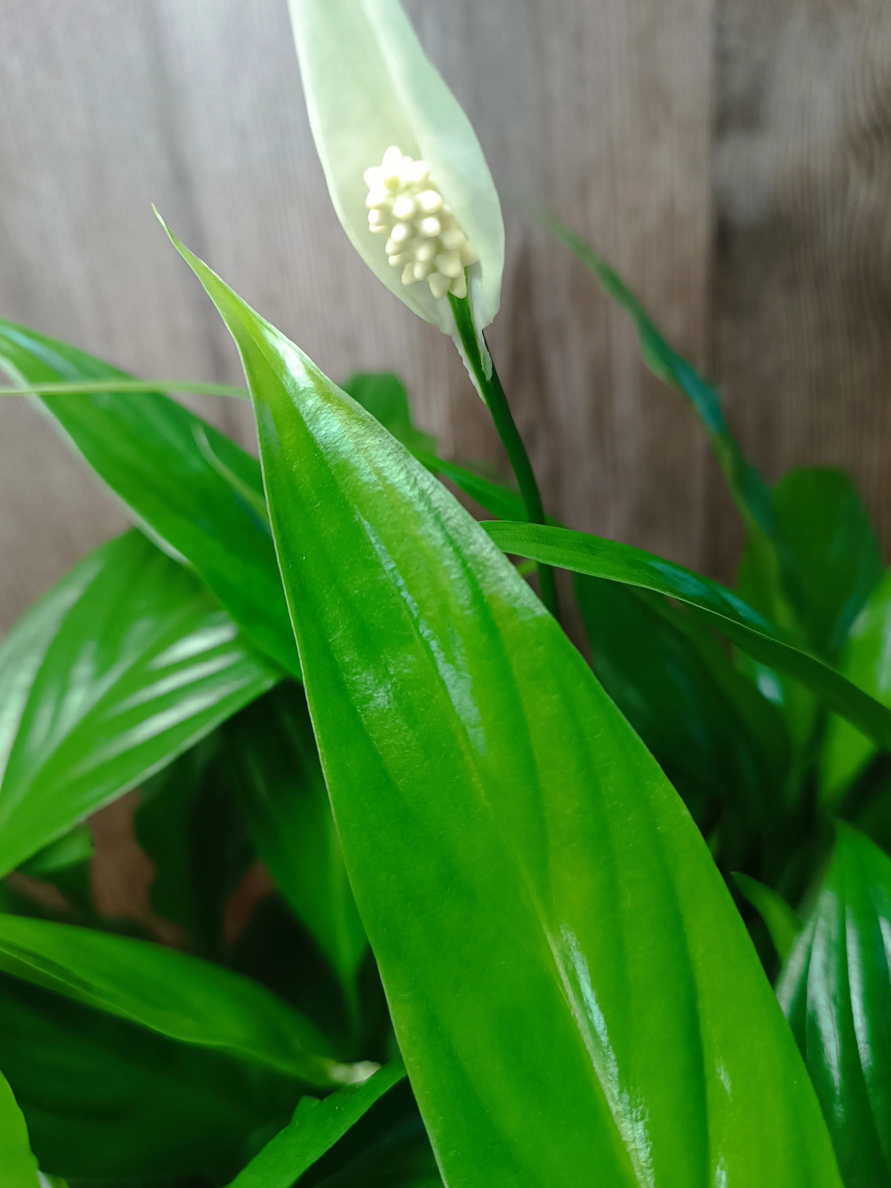 Spathiphyllum