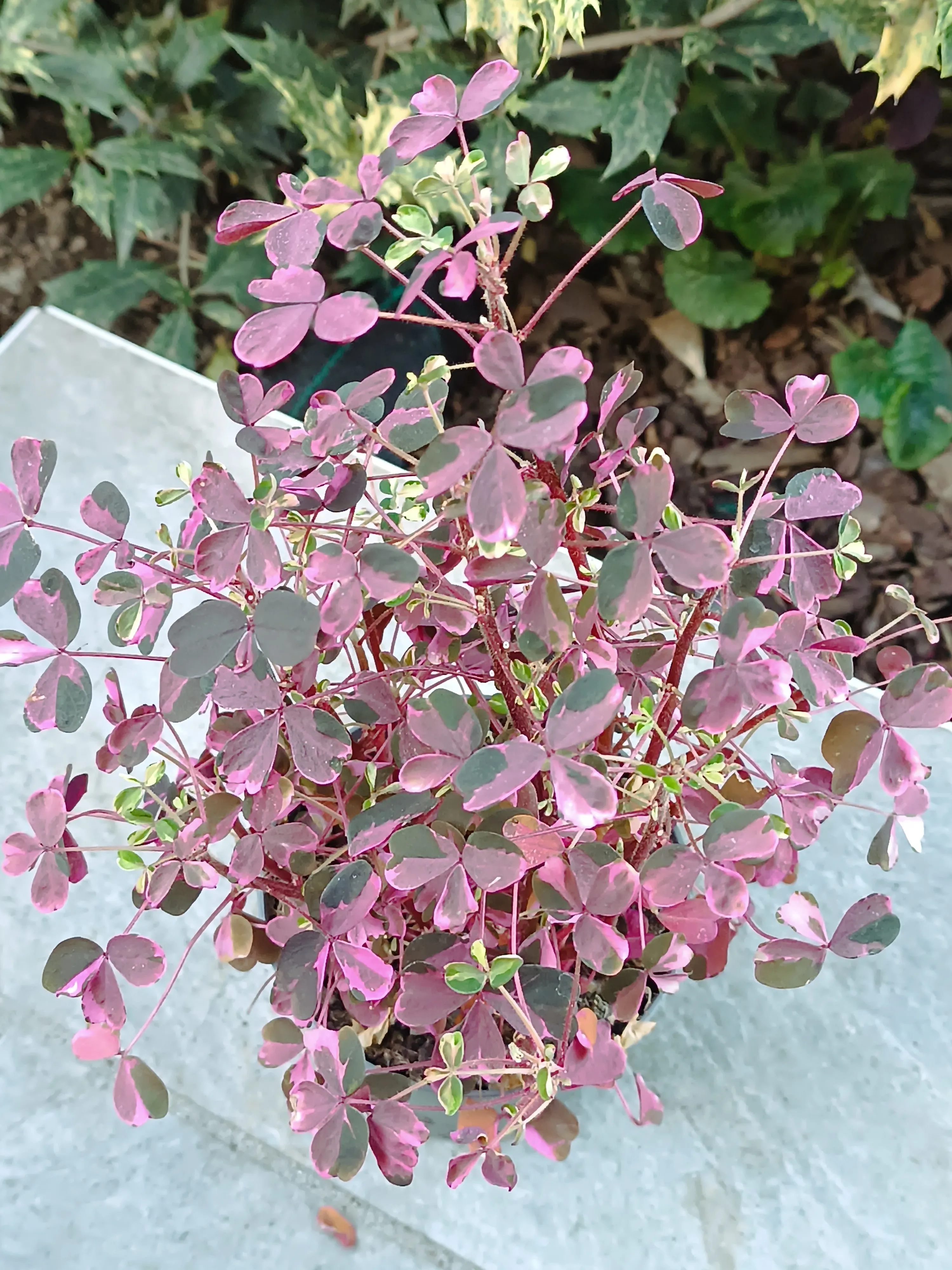 Oxalis Vulcanicola Pink