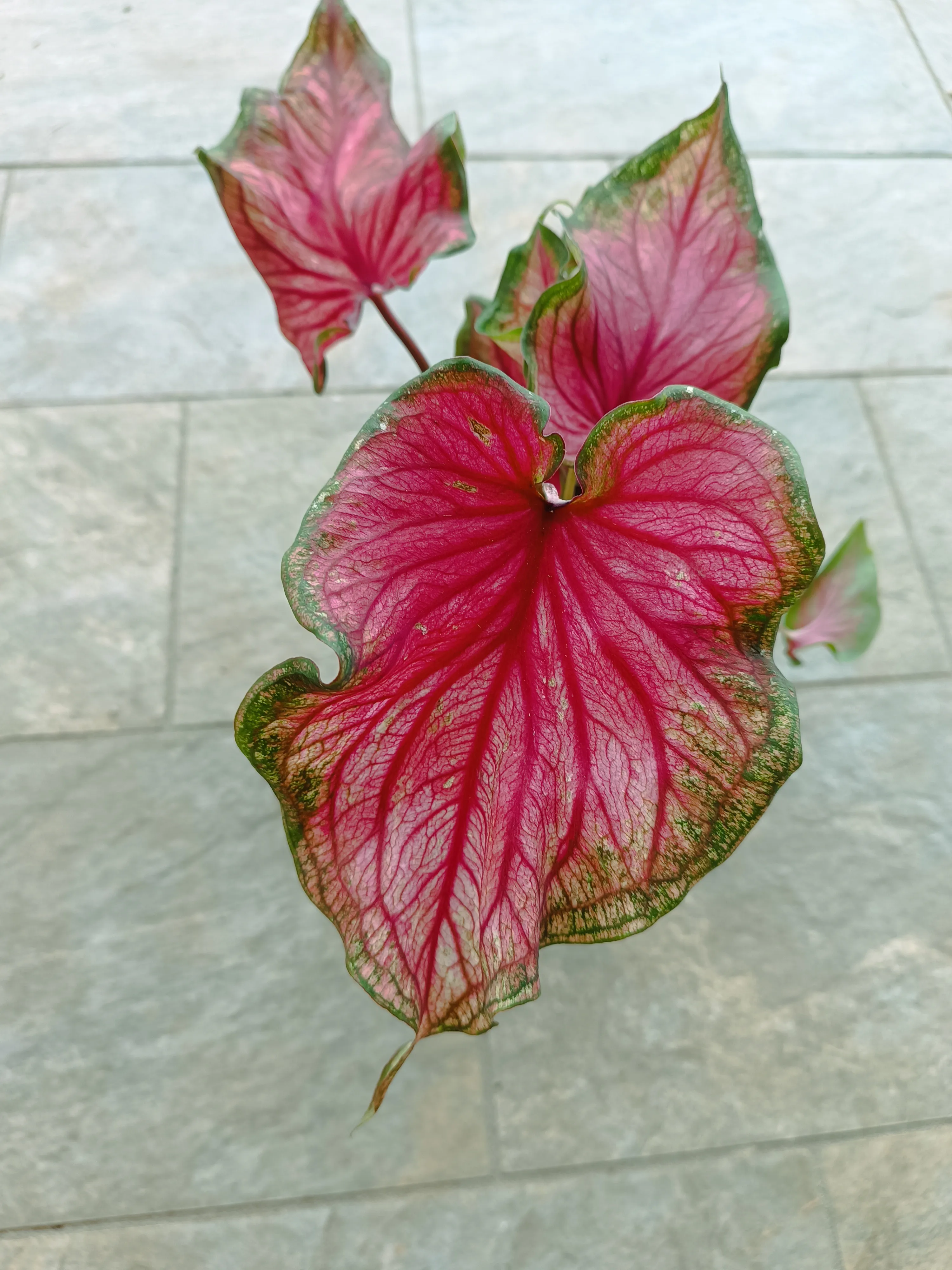 Caladium Sweet Heart big