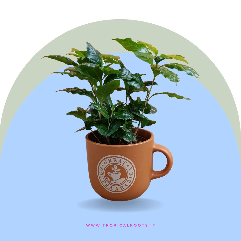 Caffè arabica vaso tazza