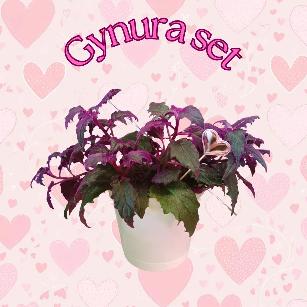 Gynura Aurantiaca set