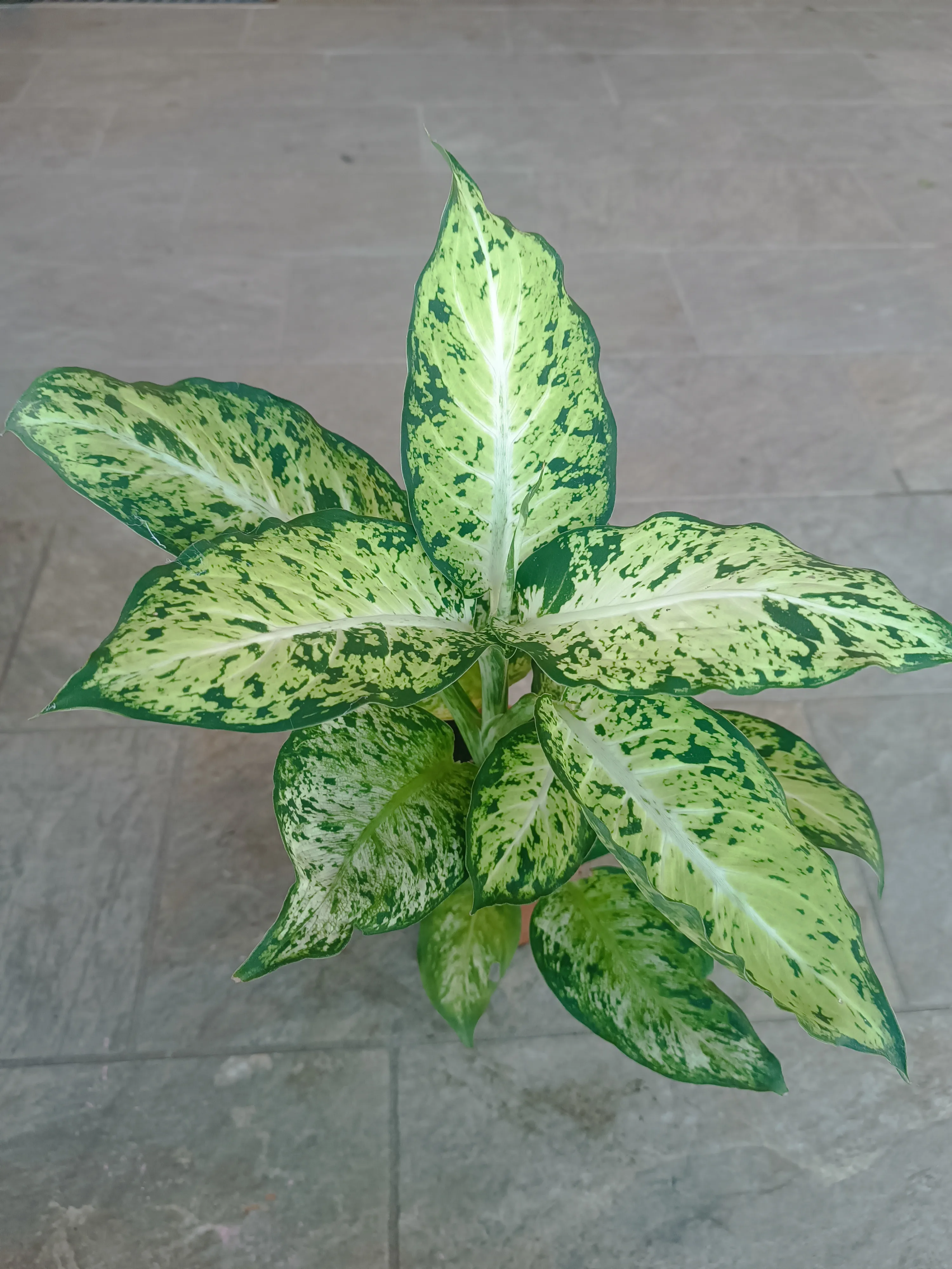 Dieffenbachia Vesuvius