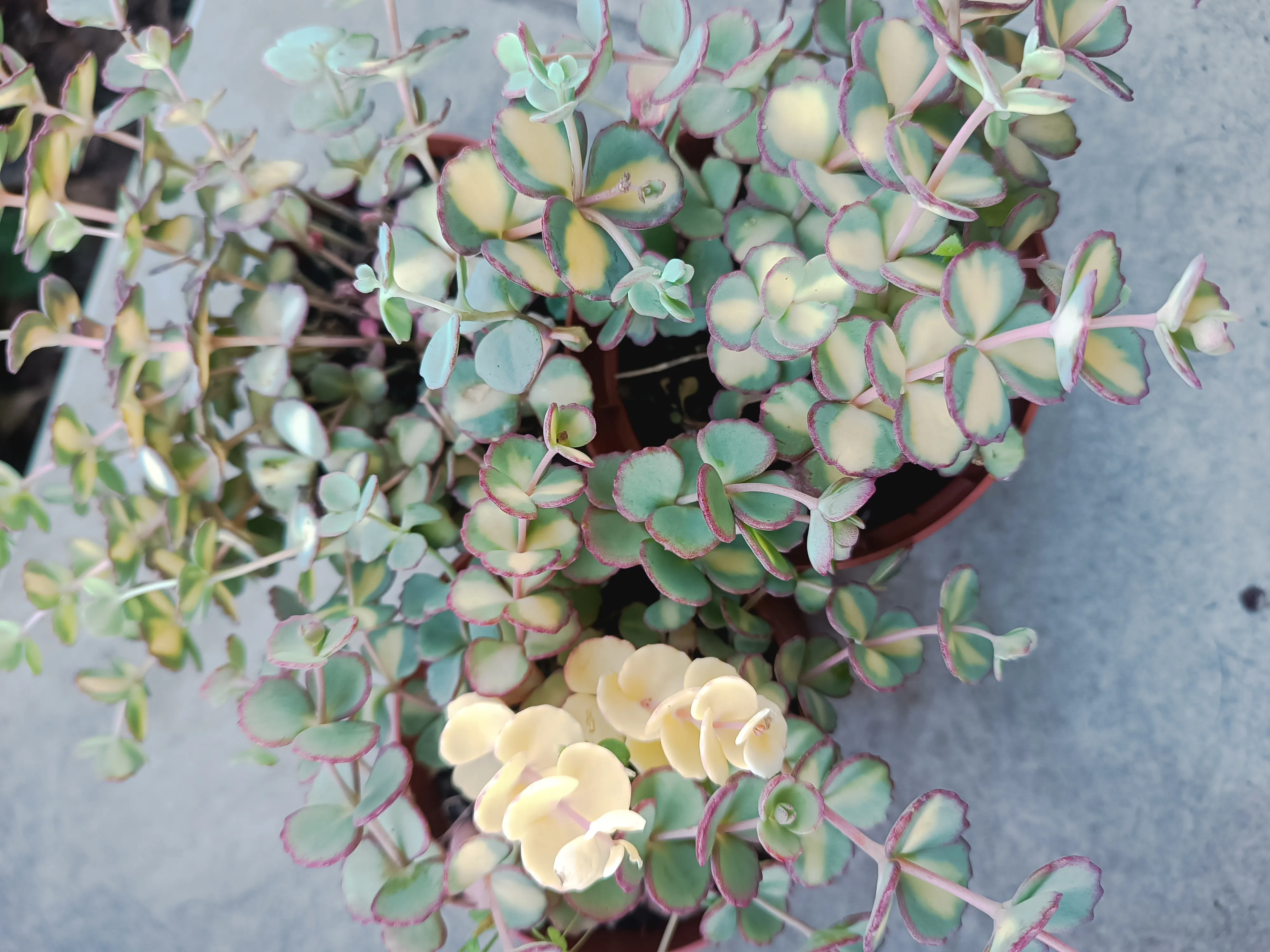 Sedum sieboldii Teresina variegata 