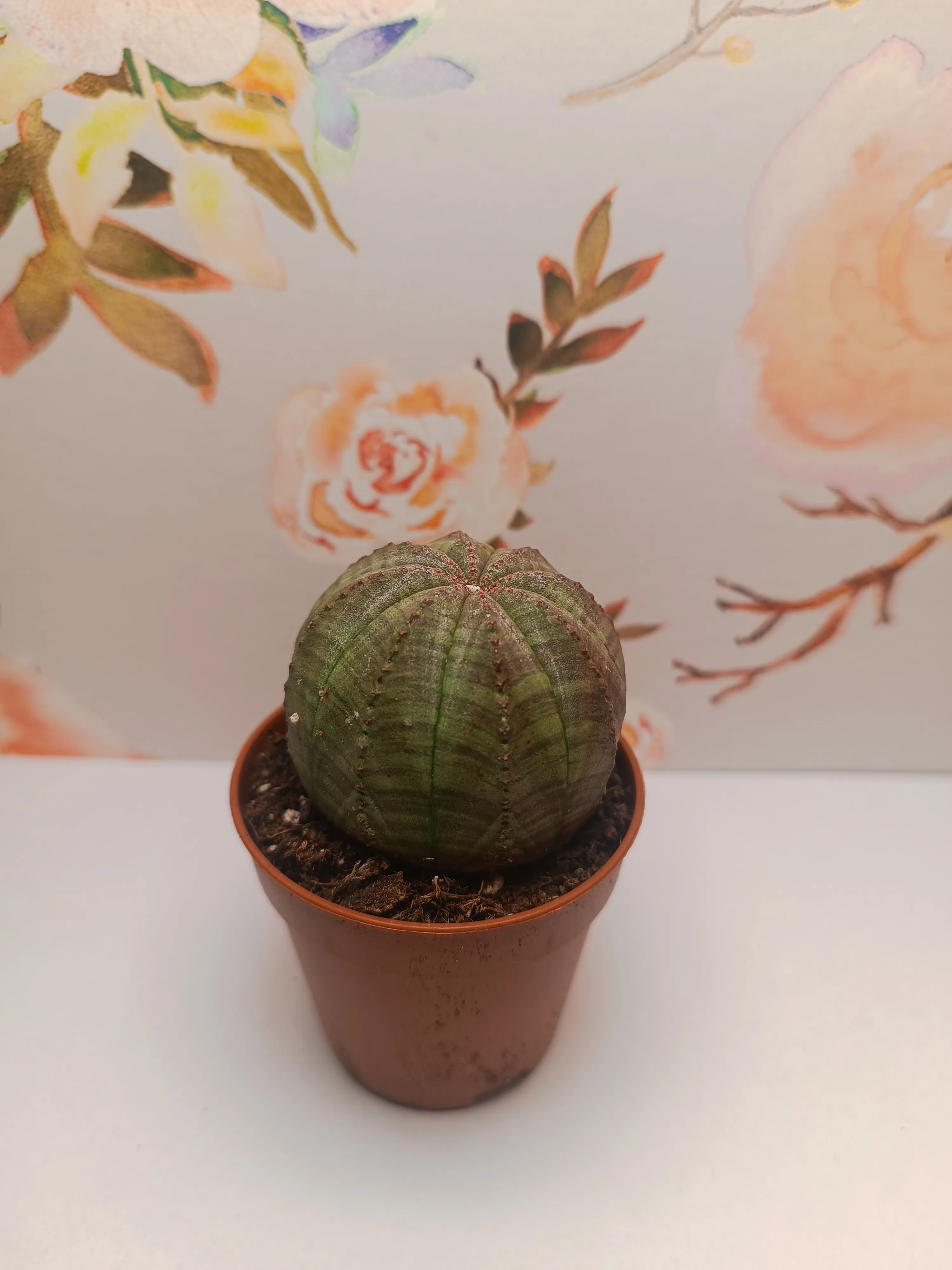 Euphorbia obesa