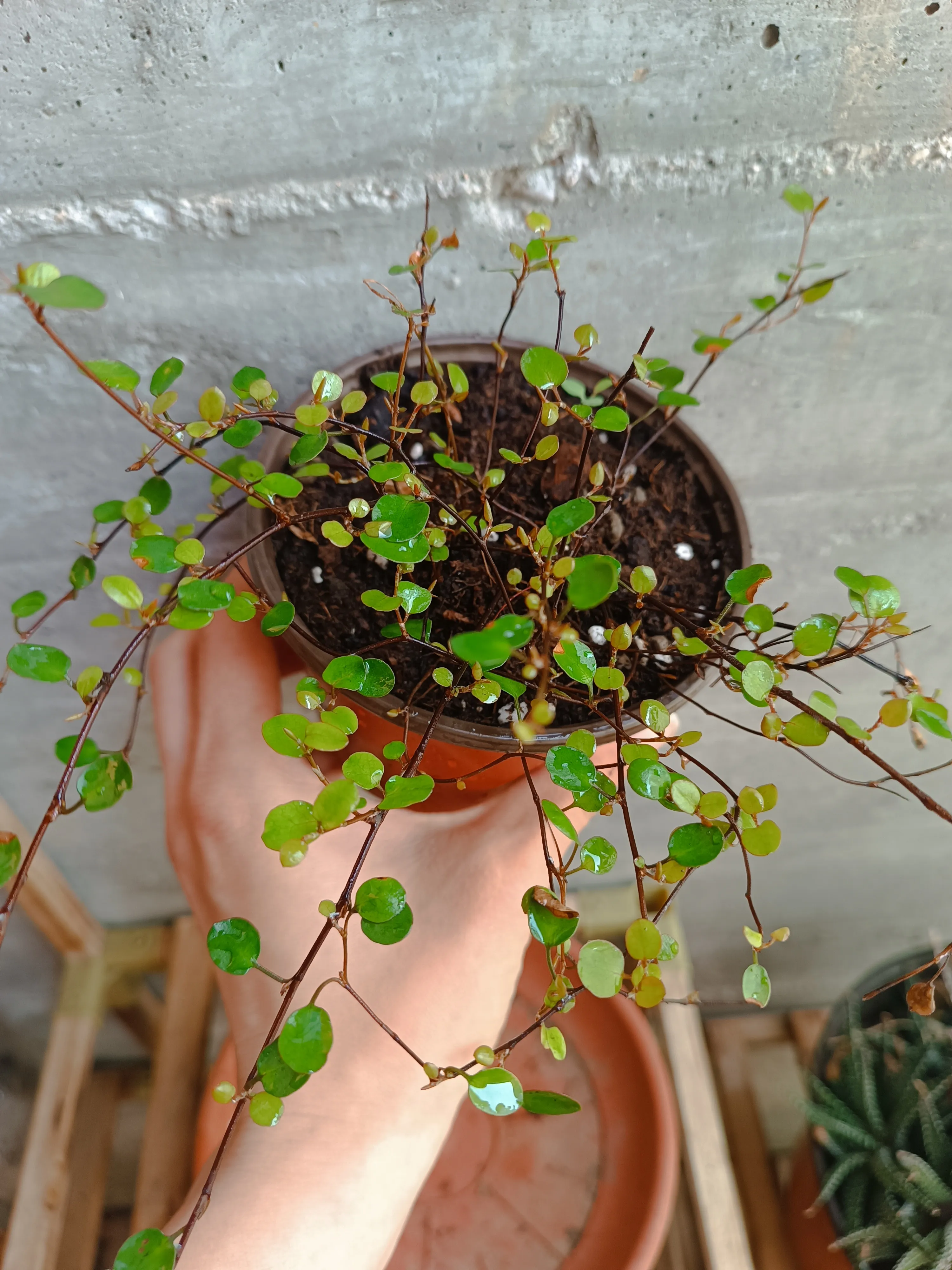 Muehlenbeckia axillaris