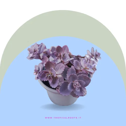 Sedum Dazzleberry