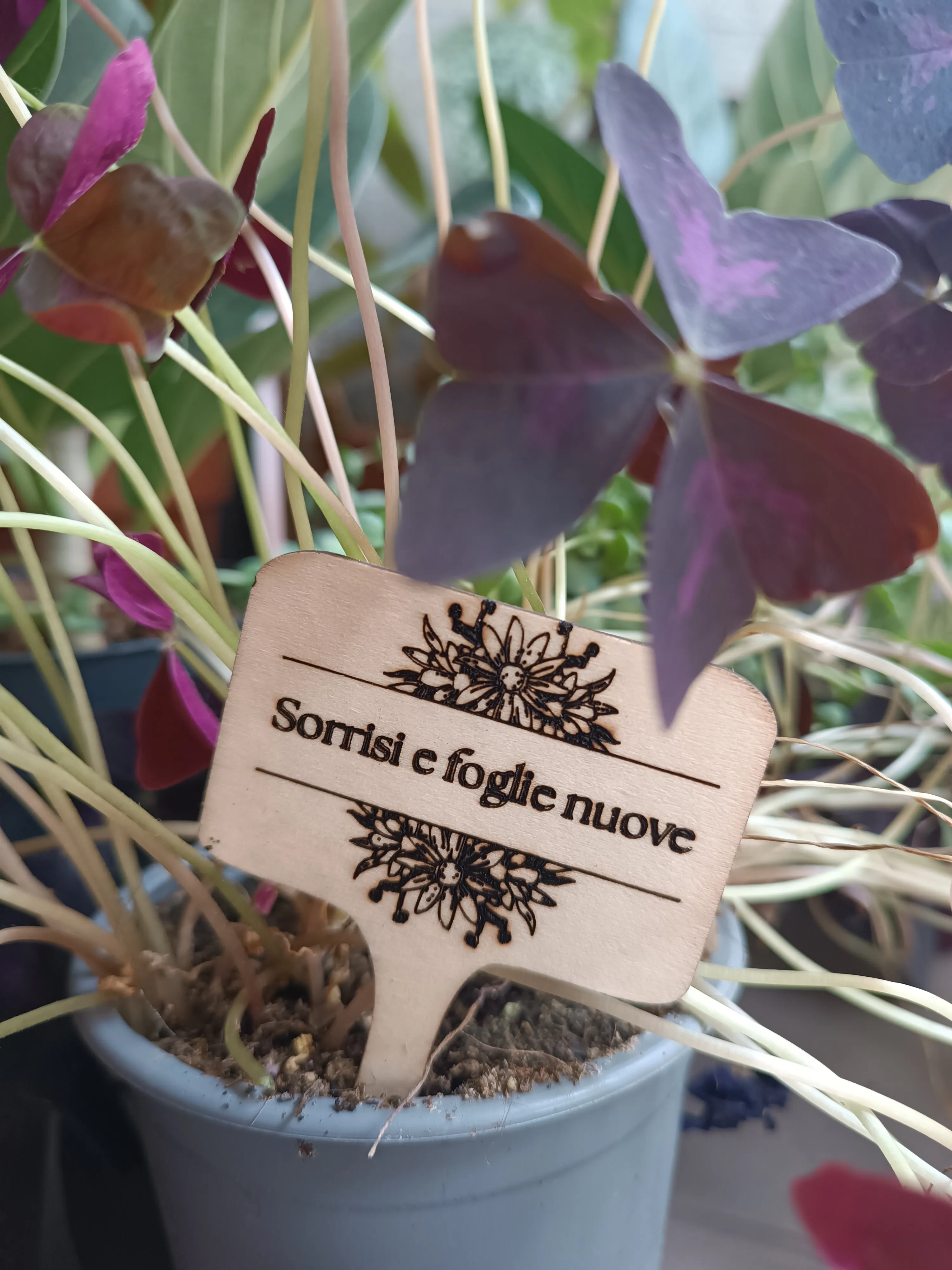 PlanTag "Sorrisi e foglie nuove"