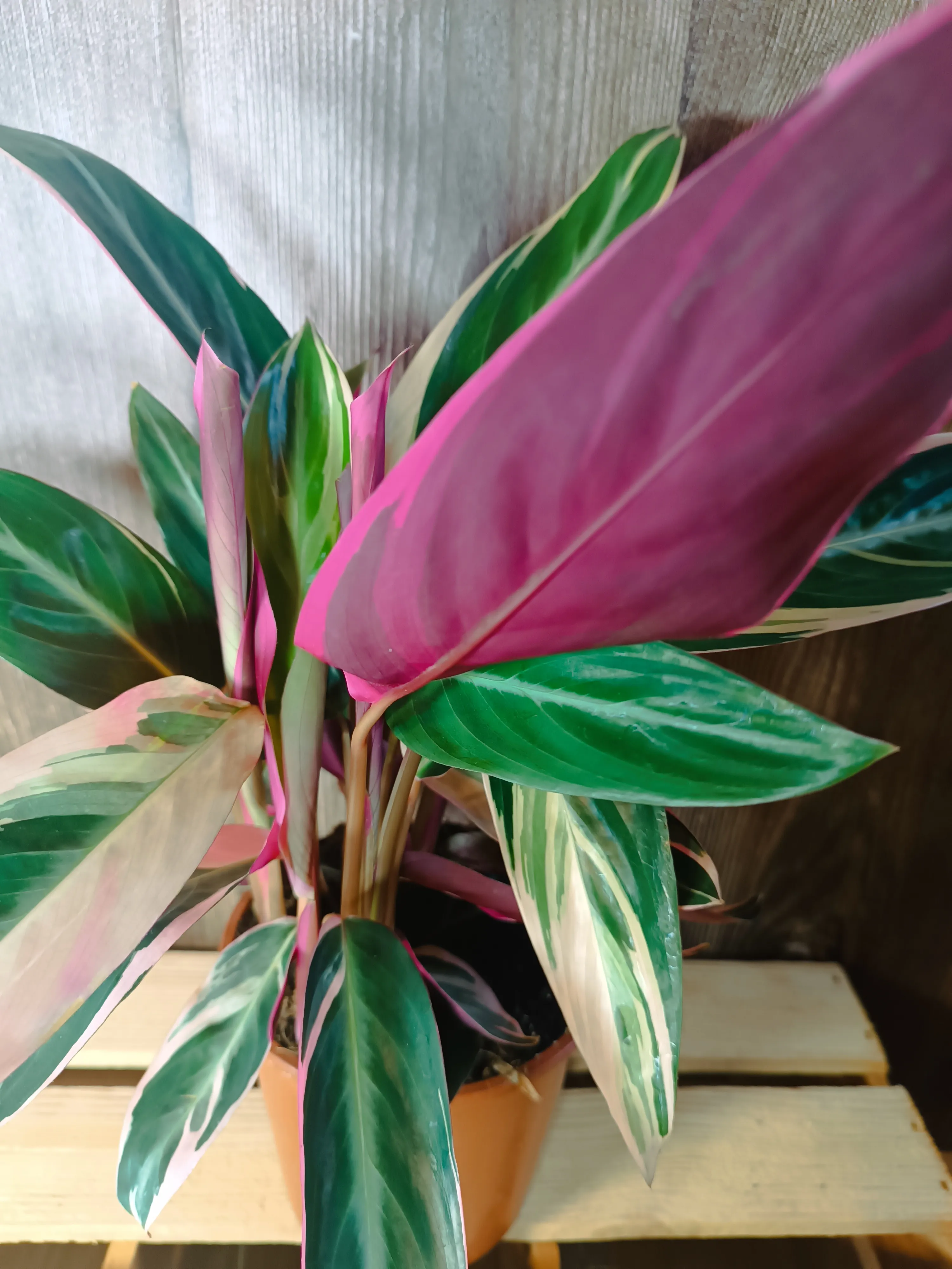 Calathea Triostar