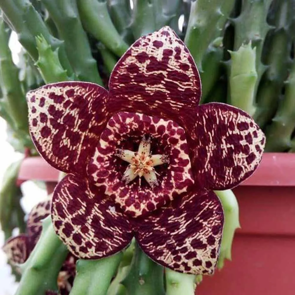 Orbea vaso coccio