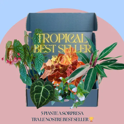 Tropical best seller box