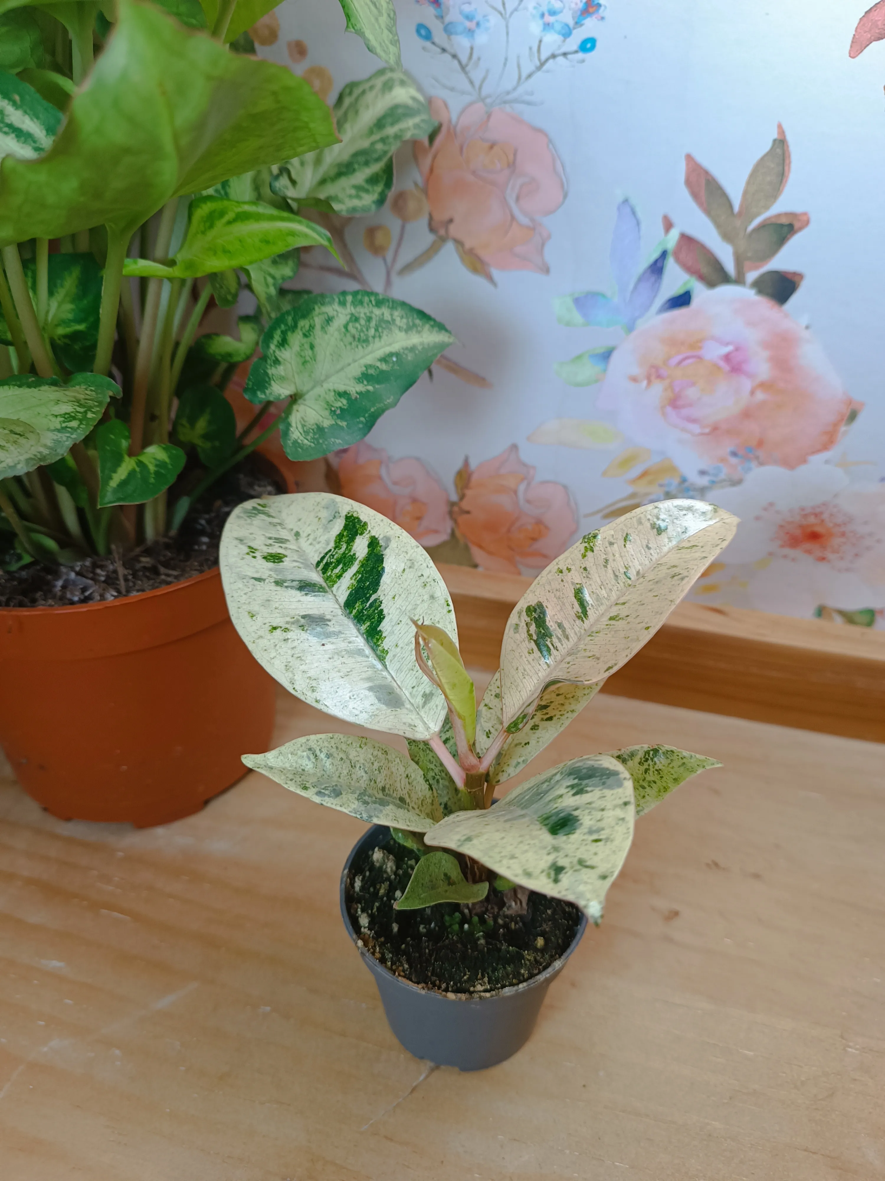 Ficus Shivereana