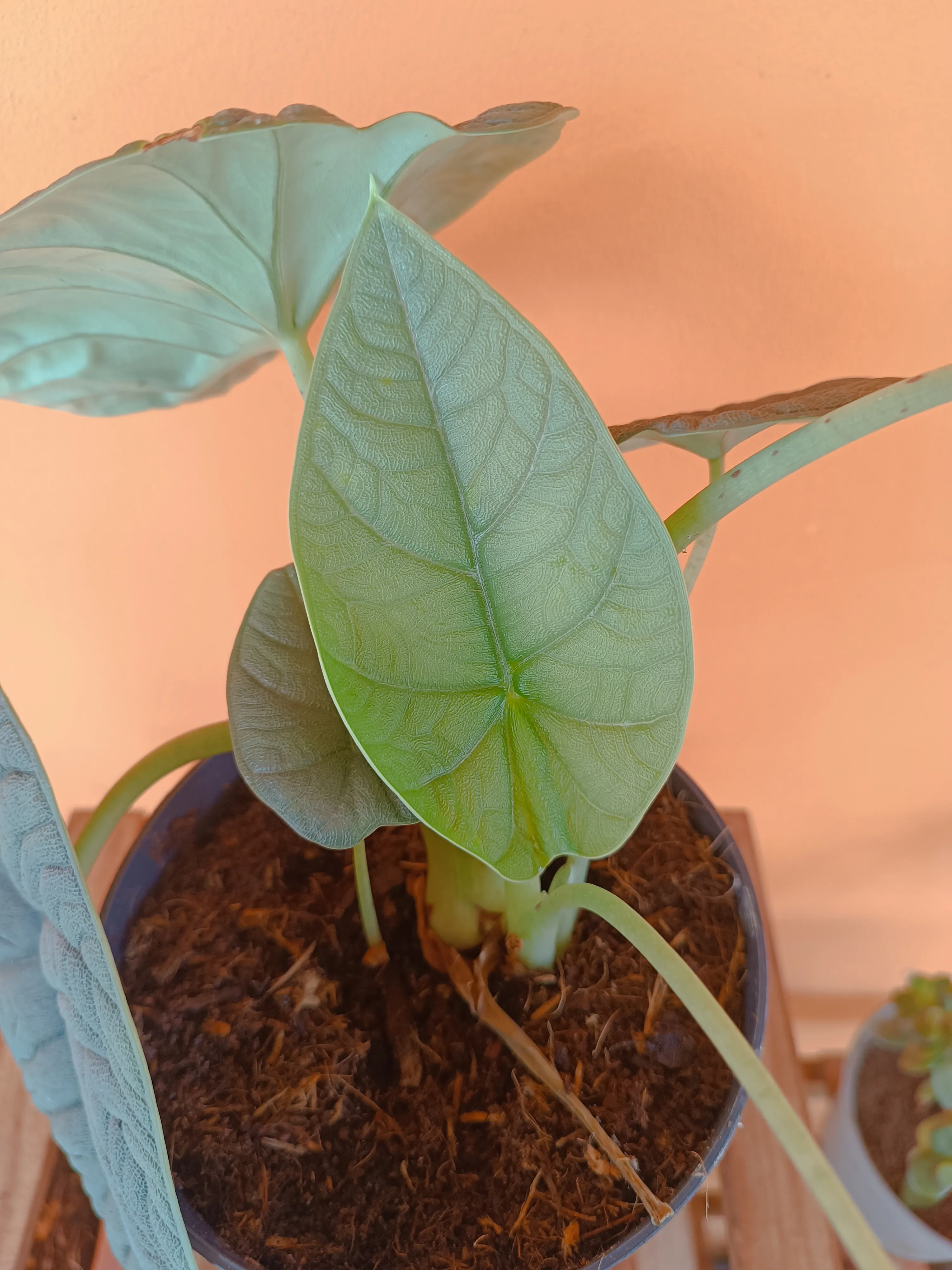 Alocasia Melo