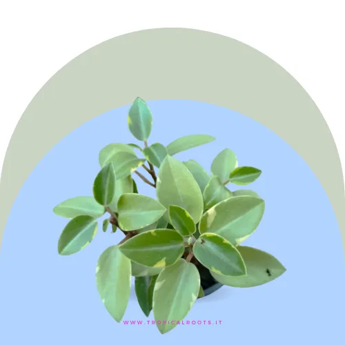 Peperomia obtusifolia