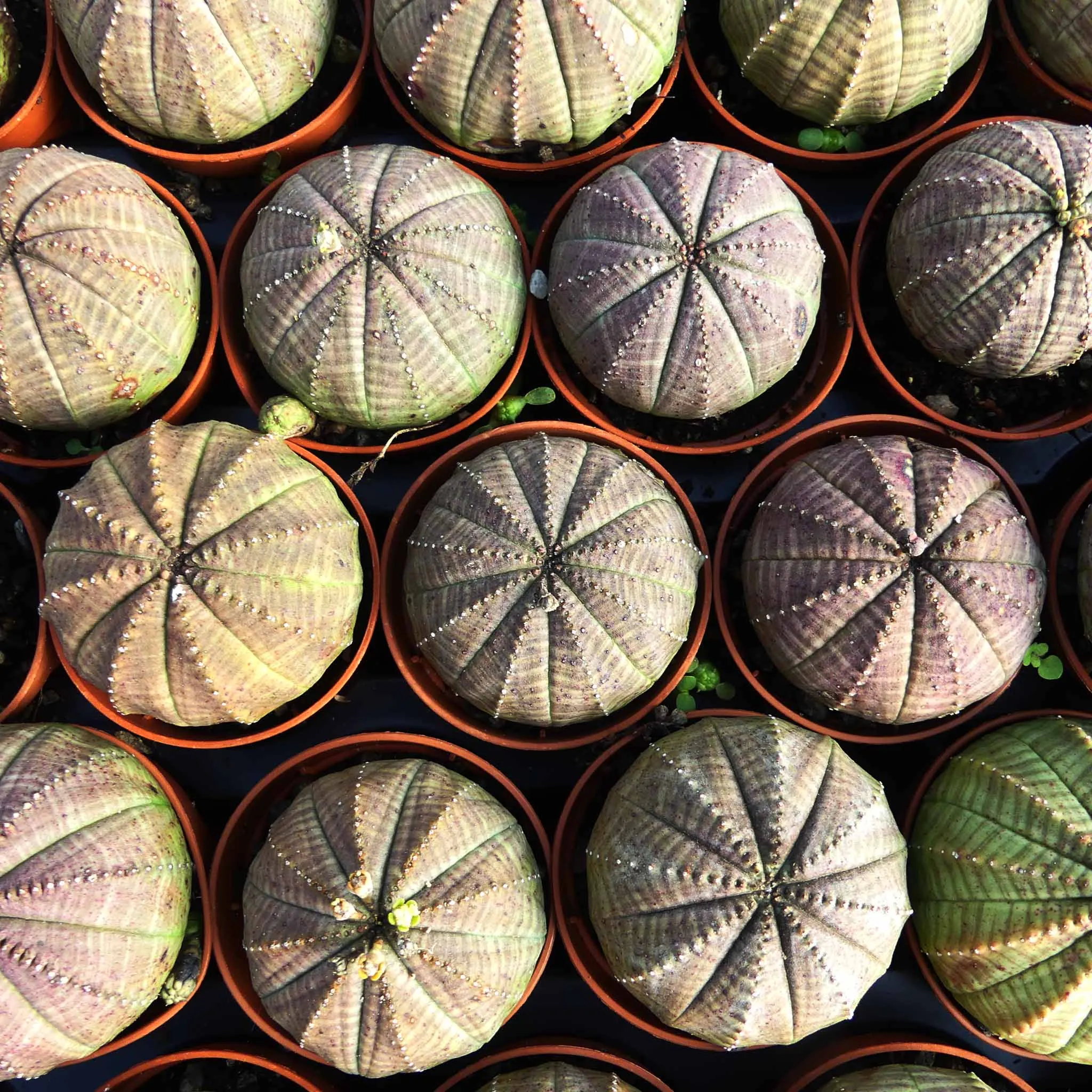 Euphorbia obesa