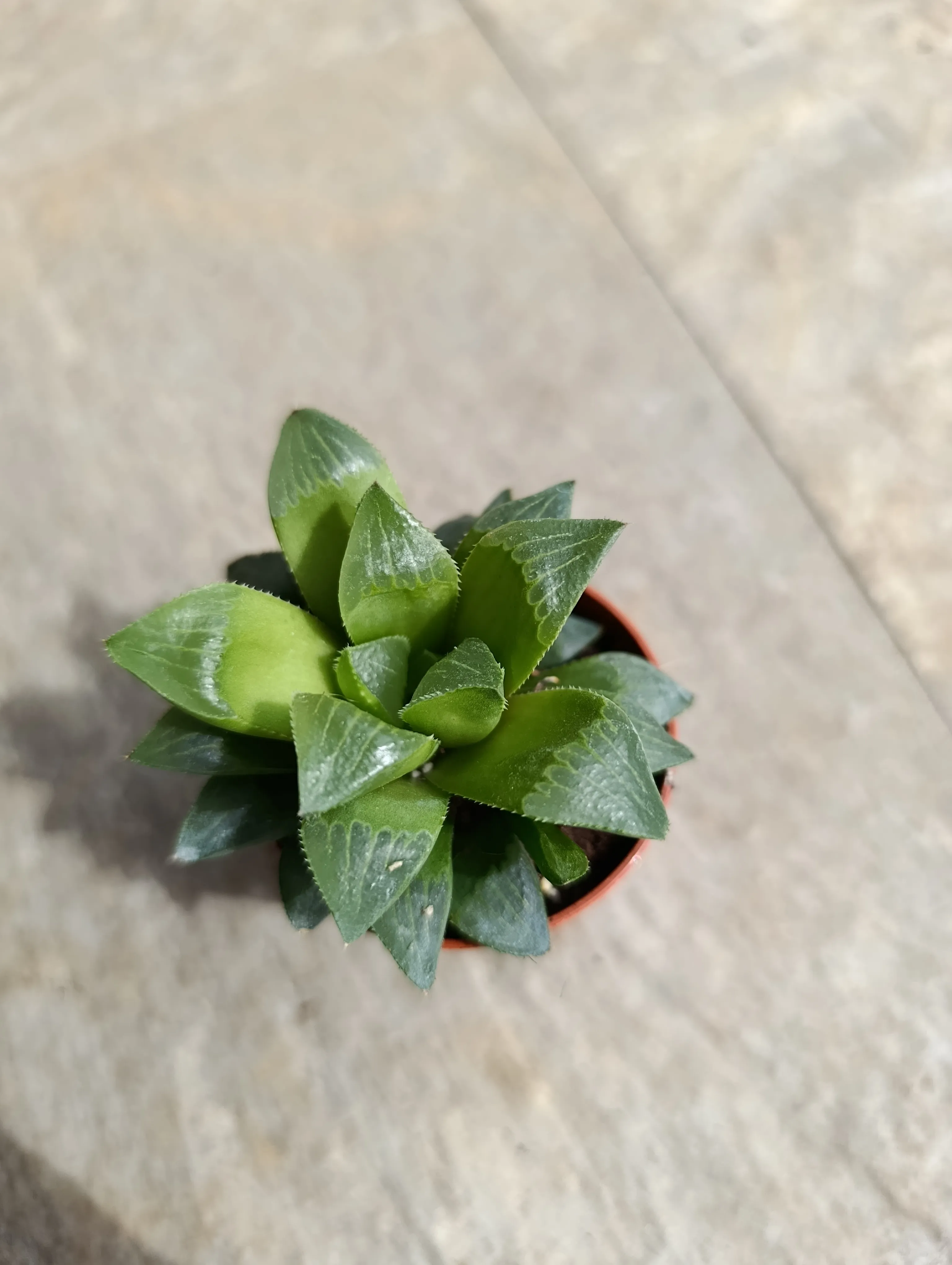 Haworthia mirabilis