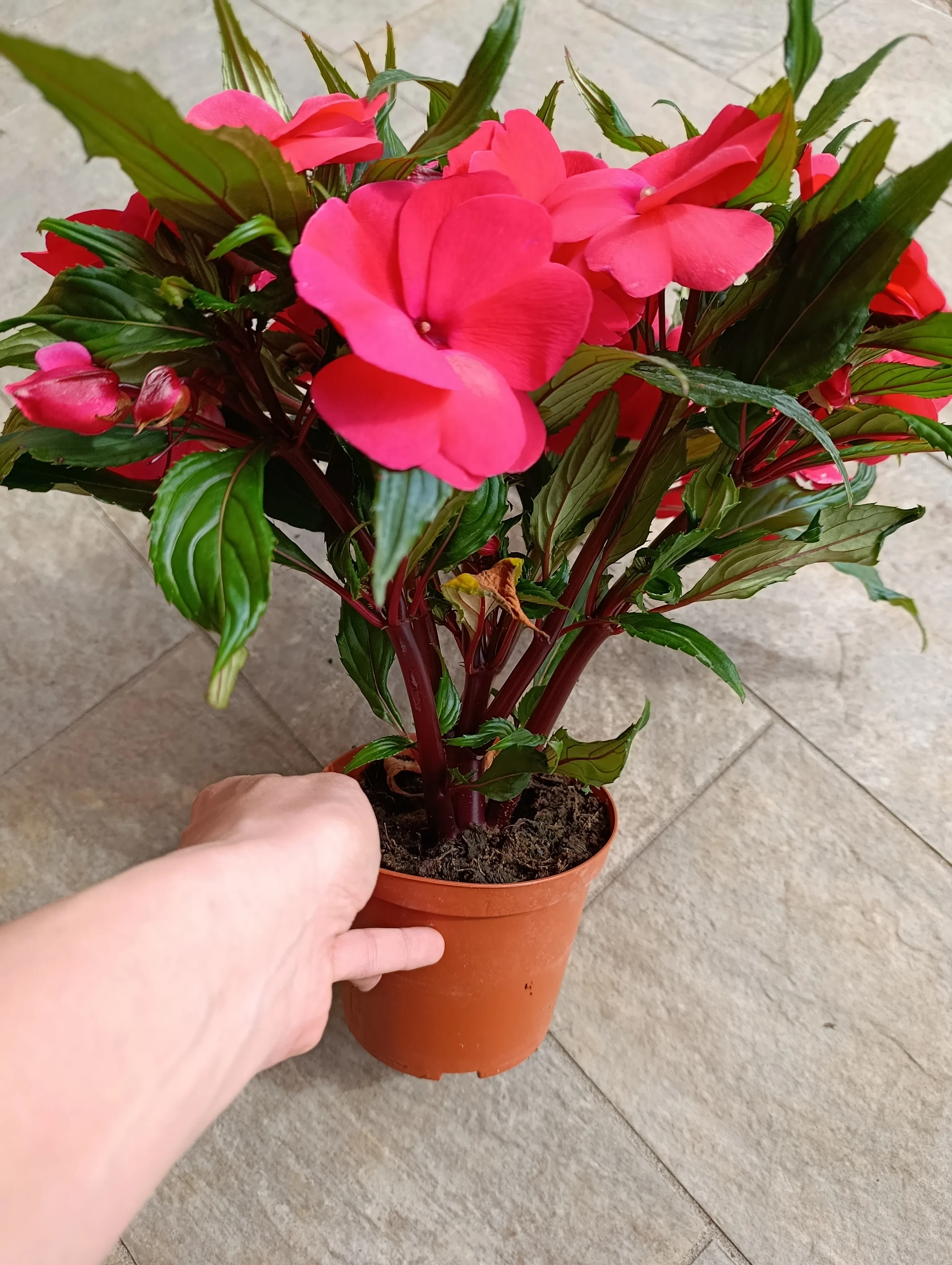 Impatiens Nuova Guinea red