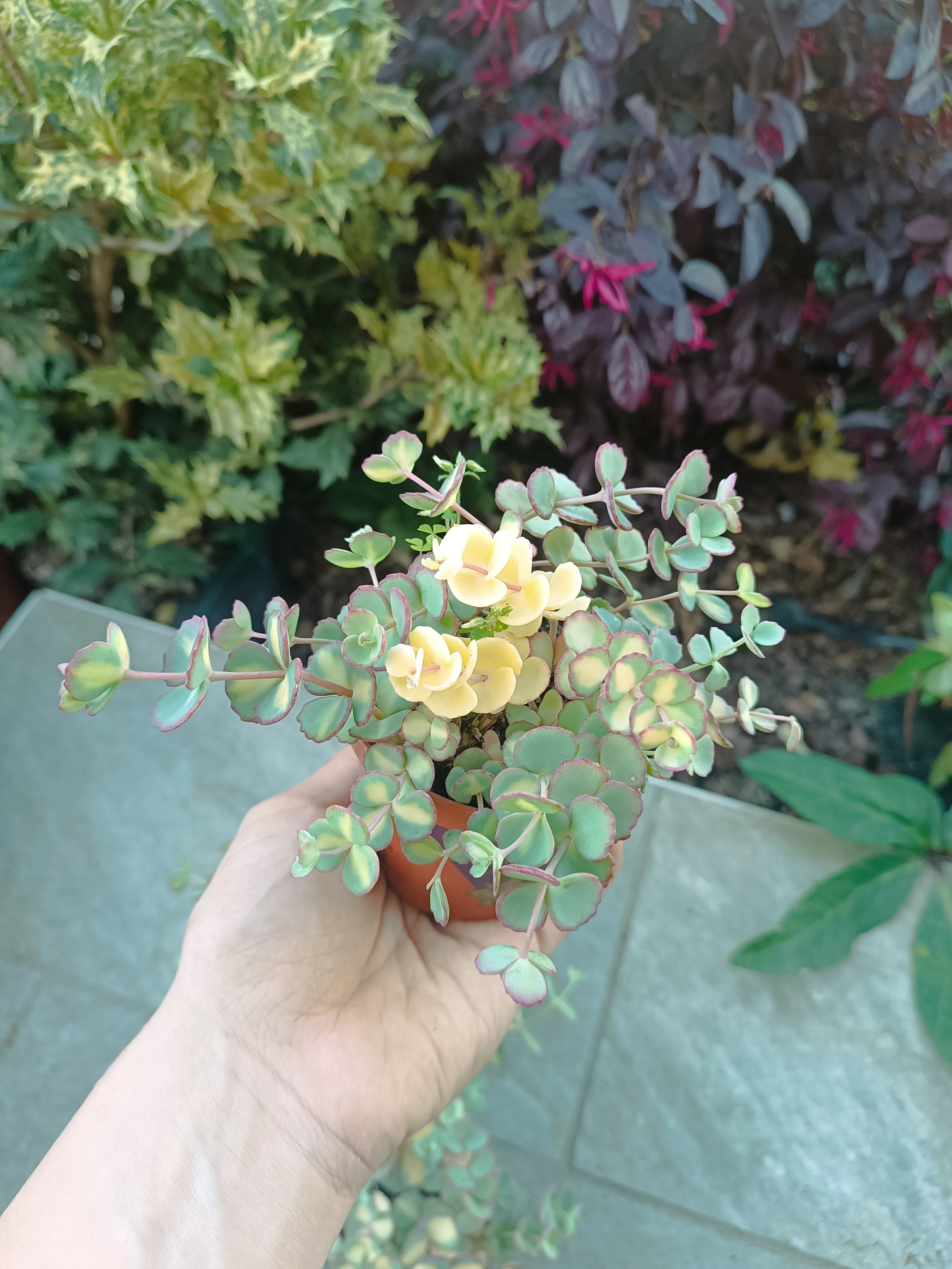 Sedum sieboldii Teresina variegata 